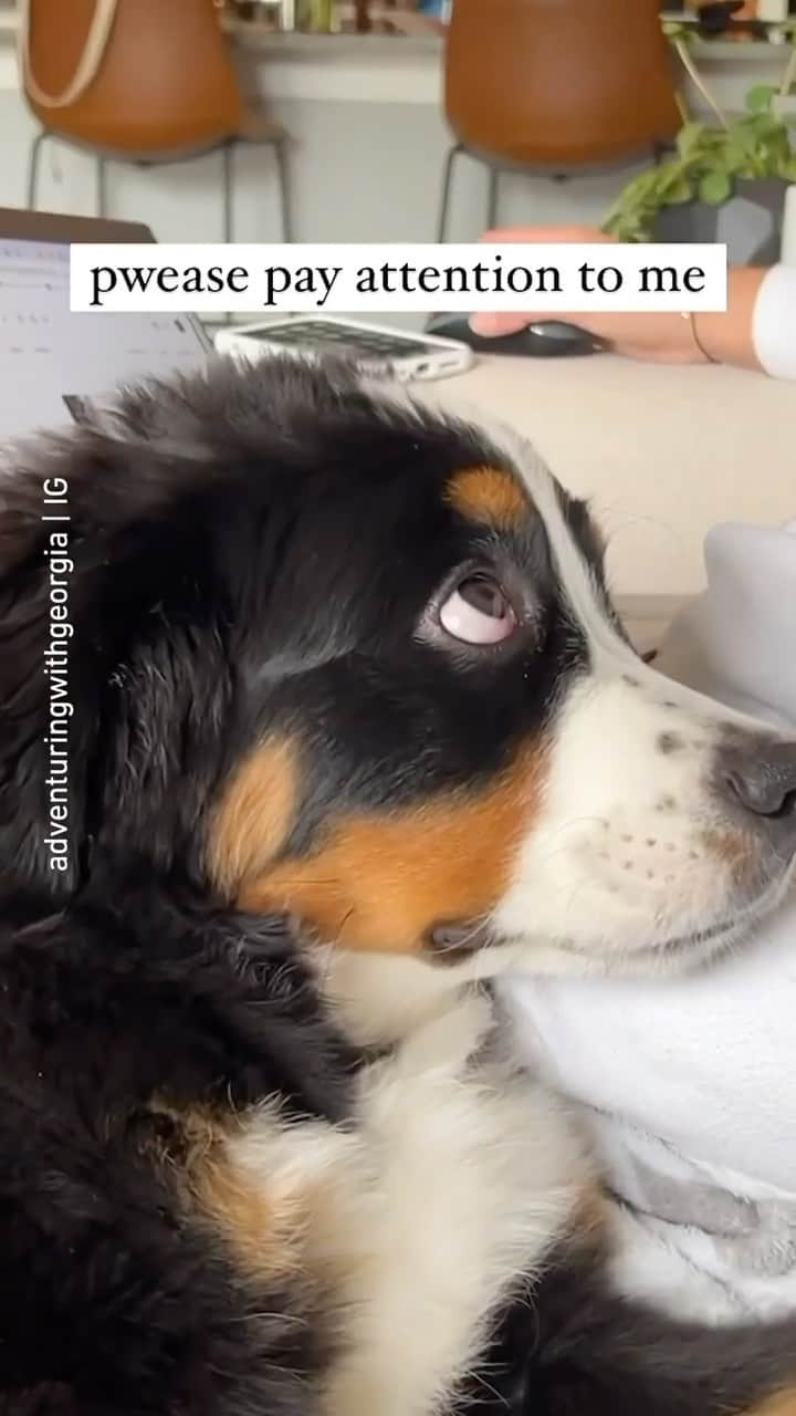 8crapのインスタグラム：「“The most puppy dog eyes to ever exist!” 📹 @adventuringwithgeorgia - #barked #dog #doggo #BerneseMountainDog #Berners」