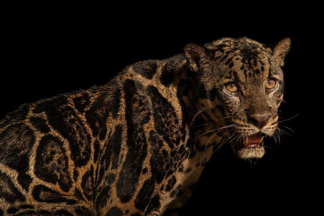 Joel Sartoreのインスタグラム：「Meet Gumara, an endangered Sunda clouded leopard that calls @gembiraloka.zoo home. Looking at his photo, you might be thinking Gumara doesn’t look like your typical clouded leopard, and you’d be right. Sunda clouded leopards were classified as a distinct species in 2006, and can be distinguished from others by their darker fur and smaller cloud pattern. Restricted to the islands of Borneo and Sumatra, this species faces threats similar to others living in the area - deforestation, illegal hunting, and the wildlife trade.   #leopard #cloudedleopard #animal #cat #mammal #wildlife #photography #animalphotography #wildlifephotography #studioportrait #PhotoArk @insidenatgeo」