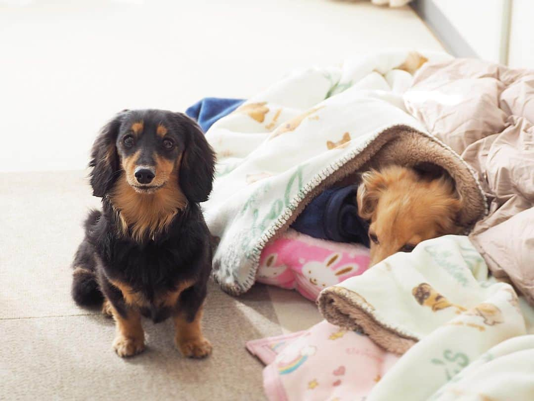 Sora Momoのインスタグラム：「ももここで寝たい🐶🐾🐶💦 ☺︎ ベッドいっぱいあるのに そらが寝てるところで寝たいっていうもも 寝てるところツンツンってしたり ずっと前に立って出て来るの待ってる😅 ☺︎ こうなるとしぶしぶ譲っちゃう ももに弱いそらなのです😆 ☺︎ #ももここで寝たい#だってあたたかいんだもん #冷たいベッドに入りたくない#寒がりもも#ももに弱いそら#寝てたのに#ちょっと弱った顔で私を見る#自分で何とかして下さい笑#仲良し#そらともも #ダックス#ミニチュアダックス #dachshund #miniaturedachshund」