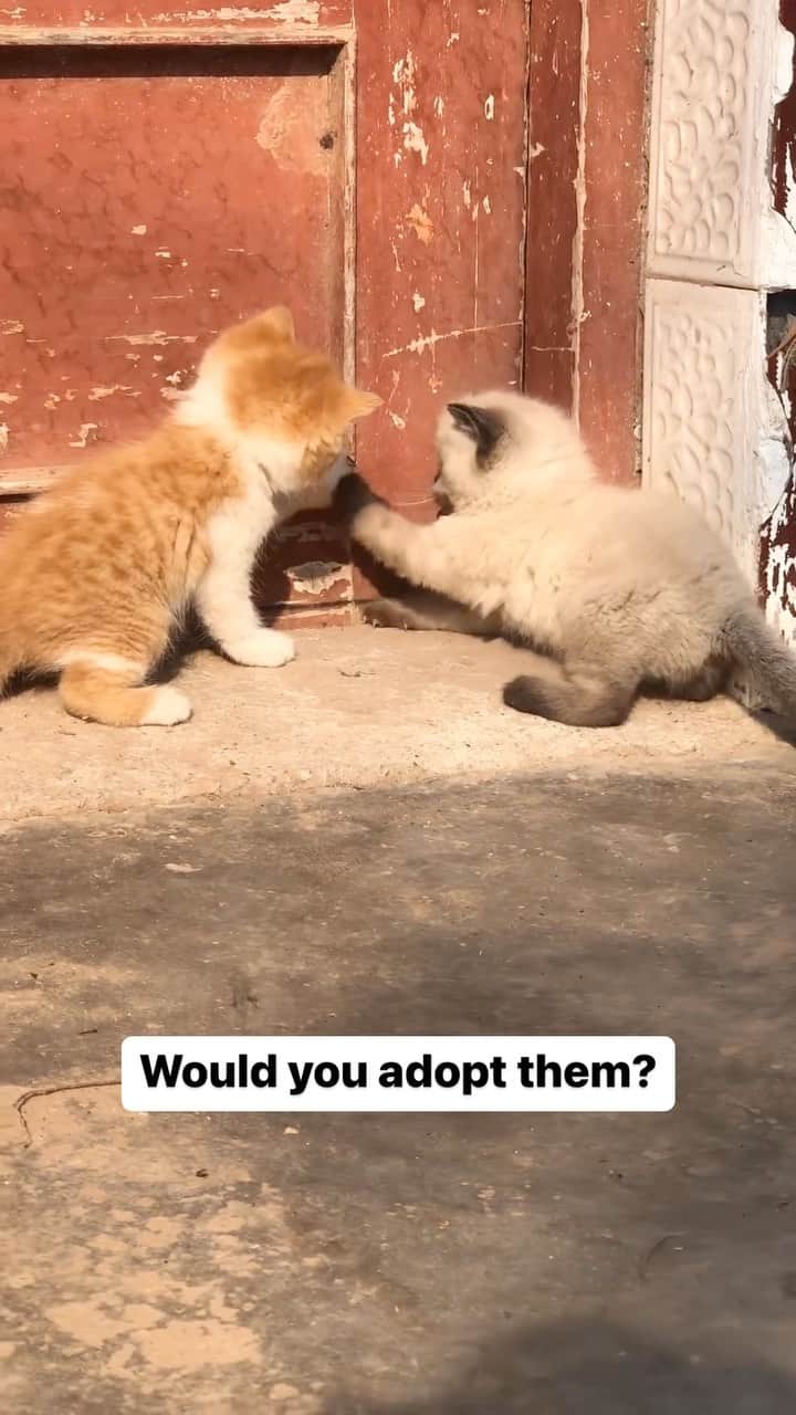 Cute Pets Dogs Catsのインスタグラム：「Would you adopt them?  Credit: adorable @ Xoxo. | DY ** For all crediting issues and removals pls 𝐄𝐦𝐚𝐢𝐥 𝐮𝐬 ☺️  𝐍𝐨𝐭𝐞: we don’t own this video/pics, all rights go to their respective owners. If owner is not provided, tagged (meaning we couldn’t find who is the owner), 𝐩𝐥𝐬 𝐄𝐦𝐚𝐢𝐥 𝐮𝐬 with 𝐬𝐮𝐛𝐣𝐞𝐜𝐭 “𝐂𝐫𝐞𝐝𝐢𝐭 𝐈𝐬𝐬𝐮𝐞𝐬” and 𝐨𝐰𝐧𝐞𝐫 𝐰𝐢𝐥𝐥 𝐛𝐞 𝐭𝐚𝐠𝐠𝐞𝐝 𝐬𝐡𝐨𝐫𝐭𝐥𝐲 𝐚𝐟𝐭𝐞𝐫.  We have been building this community for over 6 years, but 𝐞𝐯𝐞𝐫𝐲 𝐫𝐞𝐩𝐨𝐫𝐭 𝐜𝐨𝐮𝐥𝐝 𝐠𝐞𝐭 𝐨𝐮𝐫 𝐩𝐚𝐠𝐞 𝐝𝐞𝐥𝐞𝐭𝐞𝐝, pls email us first. **」