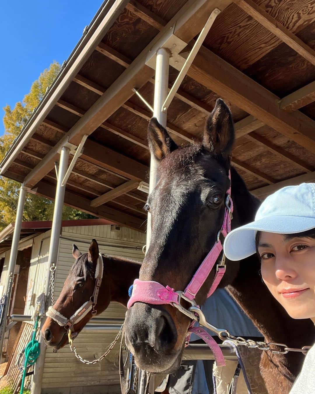 芳野友美のインスタグラム：「完全に馬切れになってました（笑） 久しぶりの#乗馬レッスン🐎  馬パワー補給へ☺︎ 　 今日の相棒はサームちゃん！皆さん覚えてますか？ とっても小柄な美人さん☆ アングル定めてシャッター押すまでしっかりカメラ目線キープしてくれてました・・・流石です！！ 　 奥にいるのがいつものちくわくん☆ 先日、大会で入賞したらしい！凄いぞっ！！ 　 今日は快晴レッスン日和。 寒さを心配してたけど暑いくらいでした！ 　 馬たちにとってはいい気候になったので、みんな一段と活発で元気いっぱいに♪ あとモコモコ冬毛になっててそれもまた可愛いんだよね～😍」