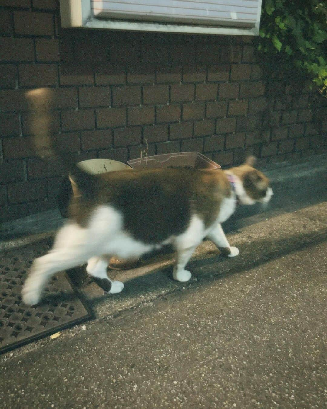 内山優花のインスタグラム：「．  最近の色々🤳🏻☀️ ほんとに私の、私が撮ったいろんな写真が載ってる！ 3枚目は私映ってません。笑」