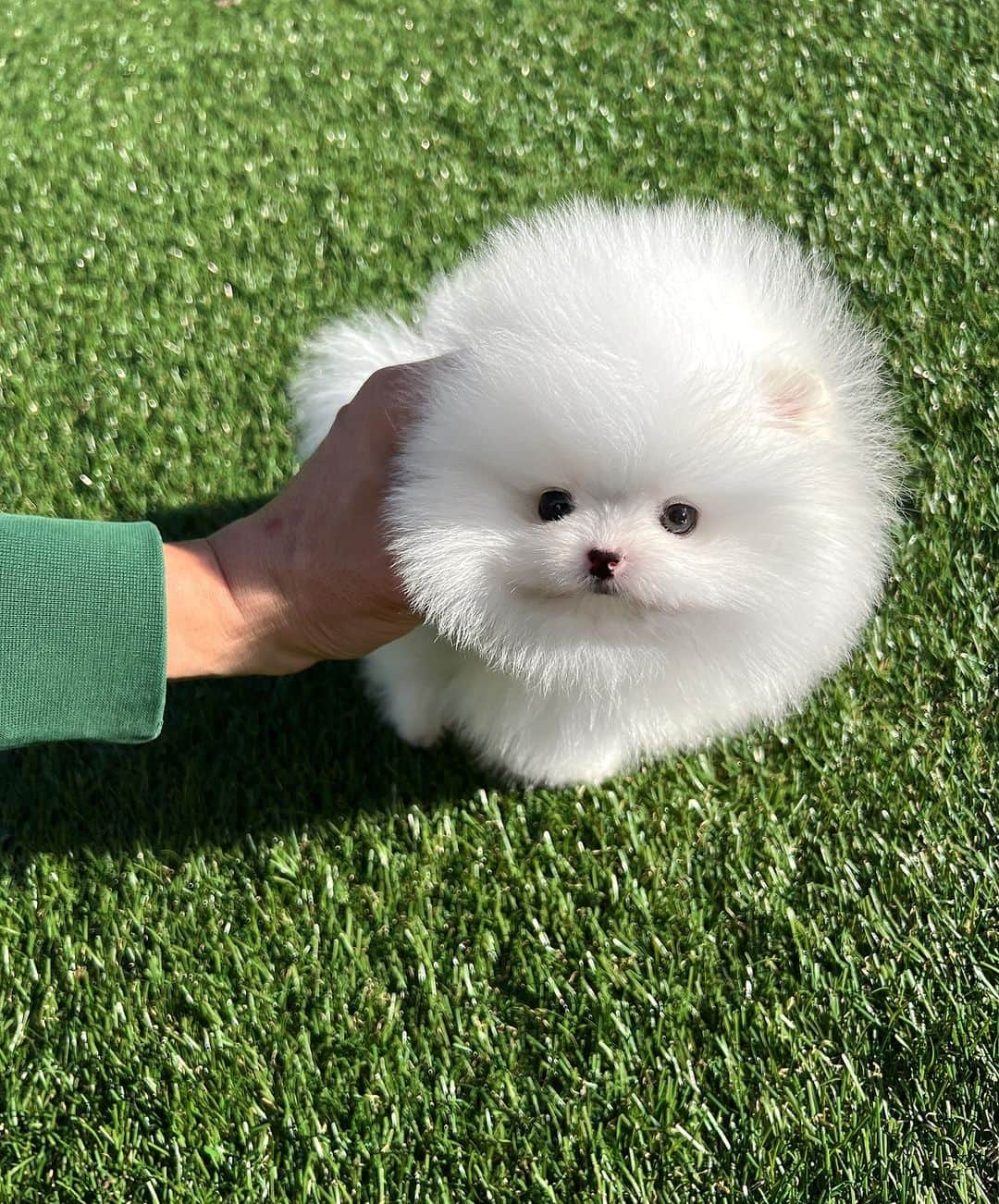 Rolly Pups INCさんのインスタグラム写真 - (Rolly Pups INCInstagram)「Alice, our fluffy white Pomeranian, will melt your hearts with her sweet lovable characteristics🥰  #whitepomeranian #pomeranian」11月14日 23時27分 - kpups.official