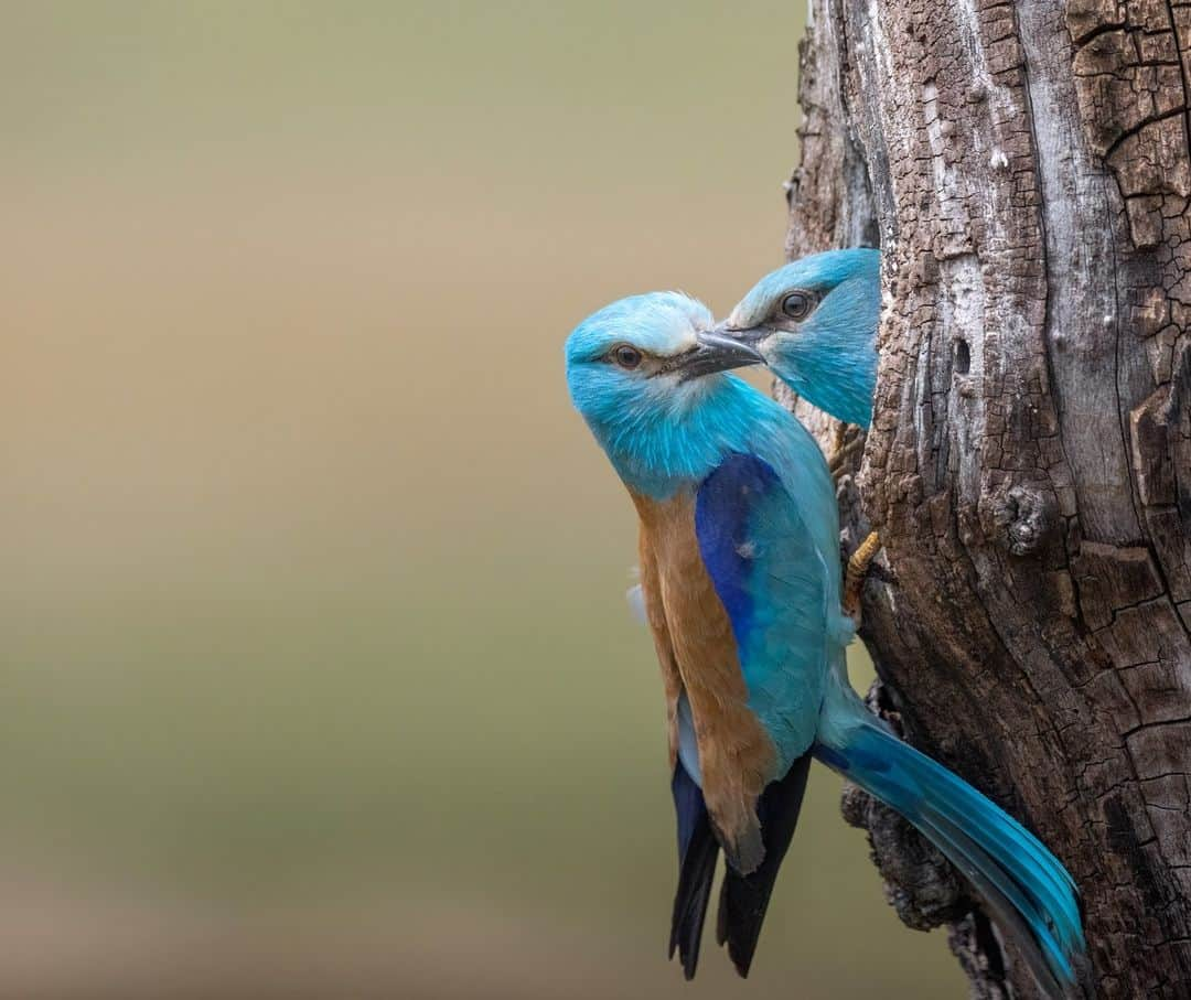 Canon UKのインスタグラム：「Lovebirds isn’t just a phrase 🤭🐦  This roller bird couple was captured in the middle of a sweet moment at Hortobagy National Park, which is Hungary's largest and first established national park.   These roller birds were busy flying in and out of their nest and @baranyireka captured their changeover which resulted in a photo that looks like they're kissing ❤️  #canonuk #mycanon #canon_photography #EOSR6」