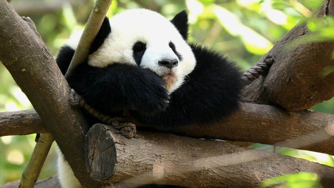 iPandaのインスタグラム：「This is a very important tree-climbing class, you shouldn’t sleep during the class. (Nao Nao) 🐼 🐼 🐼 #Panda #iPanda #Cute #HiPanda #ChengduPandaBase  For more panda information, please check out: https://en.ipanda.com」