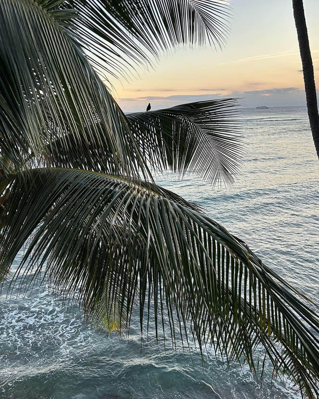 中川愛海さんのインスタグラム写真 - (中川愛海Instagram)「Hawaiiの1番sunsetが綺麗な場所で！ #hawaii  #中川愛海  #一日一回カンパイ  #お邪魔しました  #hawaiiのsunsethouse #sunset  #aloha」11月15日 5時54分 - ami_nakagawa_