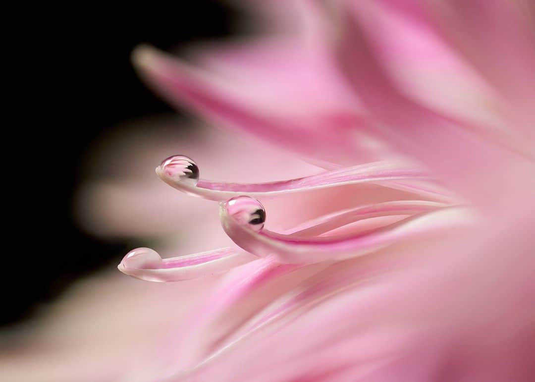 Sigma Corp Of America（シグマ）のインスタグラム：「Feeling the blues of a creative rut? Need something to do between clients? Have all the beautiful landscapes, flowers and critters disappeared for the winter? 🌺 It's always a great time for macro photography! 🍄 SIGMA Ambassador @heatherlarkin.fairyography shows how to keep yourself shooting, learning and enjoying the art of photography, even when it feels like there's nothing to take pictures of.  See tons of Heather's photos and get inspired at our blog ▶️LINK IN BIO◀️ or go to: 🔗 bit.ly/sigma-macro-season-ig  PLUS the SIGMA 105mm F2.8 DG DN MACRO | Art lens featured in the article is currently *$100 OFF* as part of our Black Friday Savings (LINK IN BIO of course) or go to: 🛍 bit.ly/sigma-black-friday-23-ig  #SIGMA #photography #blackfriday #SIGMAArt #SIGMAArtLens #macro #macrophotography #macrophoto #macrophotos #closeup #closeupphotography #sigmalens #sigmalenses」