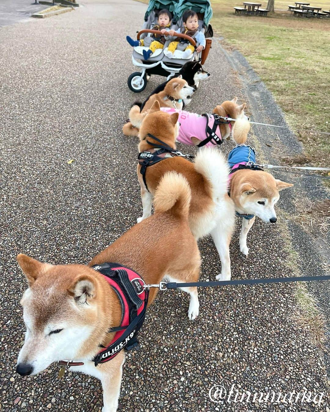 linnmamaのインスタグラム：「夕方の公園で可愛いの大渋滞発生‼️〜①くろまっちゃん　@chpppiii  とまたまた大きくなったツインズ👶👶に会いました😍〜くろまっちゃんママさんに撫で撫でしてもらってうれしかった麗と翔です❤️〜翔を撫でてくださるかたは滅多にいないので（怖そうなのかな）、翔君デレデレでした🥰〜ママさん、ありがとうございました😊〜②本日の朝ごはん〜さつまいも🍠とササミとドライフード〜カリカリ咀嚼音を立てて食べられるようになりました🙌（他の3柴の食べる音も入ってます）〜こんな当たり前のことがただうれしい飼い主です😍 ＊ ＊ ＊ #柴犬#dog #柴犬凜の勇気凜々every day #shibastagram #my_eos_photo #eosr6 #eosr10  #ドッグフォトグラファーズ #iphone12 #iphone12promax  #2024凜ファミリーカレンダー発売中 #プロフィール欄からどうぞ #Amazon、楽天でも販売中」