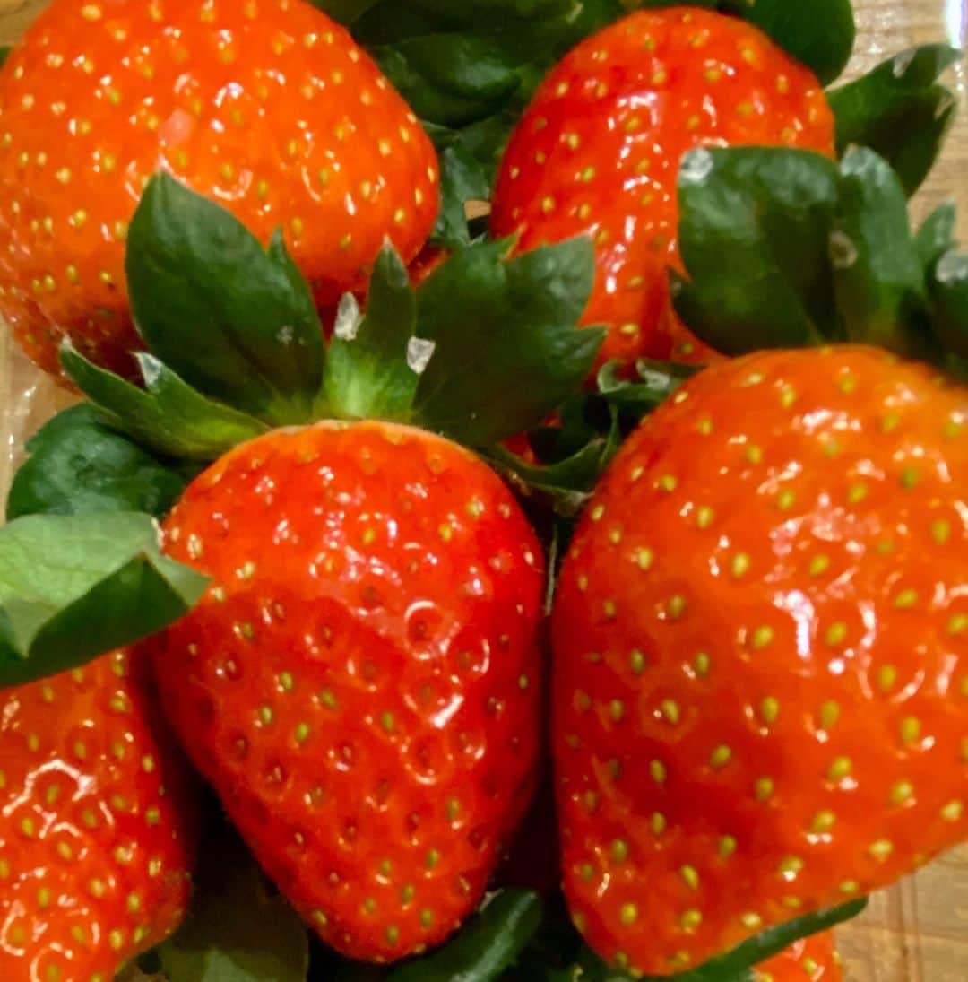矢野きよ実のインスタグラム：「大大好きなグッチが 大大好きな三重県伊勢市の"かおりのいちご🍓"を名古屋まで届けてくれました 🍓初ものだーーー🍓 美味しいーー甘いーー香りがいいーー 大切に大切に作る人が心美しいから いちごも🍓美しいのです🍓  今年の夏は人も作物も暑さに悩まされましたねー。 どうか良いいちごちゃんが たくさん収穫できますように🍓🍓🍓 #yanokiyomi #矢野きよ実」