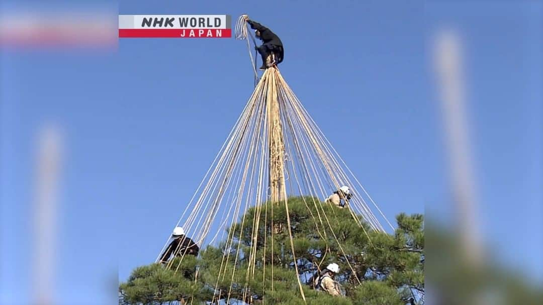 NHK「WORLD-JAPAN」のインスタグラム：「Afraid of heights?😨  Seems like the skilled gardeners preparing these tree branches for winter in Kanazawa have no such problem.😎🌲❄️  They’re working in Kenrokuen Garden which is considered one of Japan's top three gardens.  This winter tradition is called `yukitsuri' where branches are supported with poles and ropes to prevent them breaking due to the heavy high-moisture snow which falls in the region.🌨️ . 👉Watch more short clips｜Free On Demand｜News｜Video｜NHK WORLD-JAPAN website.👀 . 👉Tap in Stories/Highlights to get there.👆 . 👉Follow the link in our bio for more on the latest from Japan. . 👉If we’re on your Favorites list you won’t miss a post. . .  #yukitsuri #雪吊り #japanesegarden #kenrokuen #japanesegardener #landscapegarden #threegreatgardensofjapan #autumn #preparingforwinter #winterinjapan #japanwinter #wintersnow #kanazawa #discoverjapan #japantravel #japanesetradition #nhkworldnews #nhkworldjapan #japan」