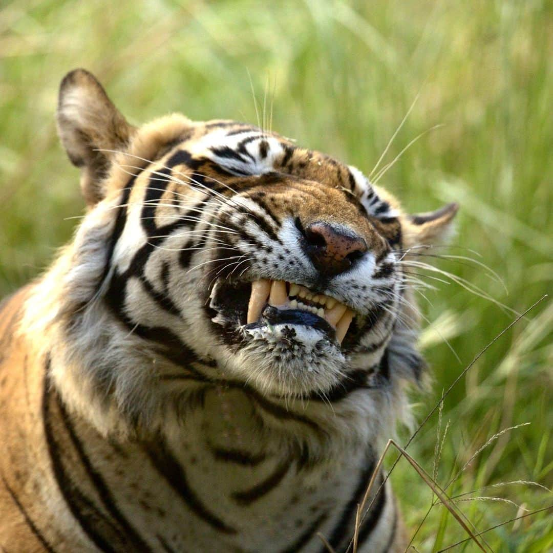 Discoveryのインスタグラム：「"Cheese!" 📸  #DidYouKnow tigers have longer canine teeth than other big cats? The crown of an upper canine in a fully grown #tiger can be nearly 8 cm long!  📷: @neeraj.bantia   #TigerTuesday」