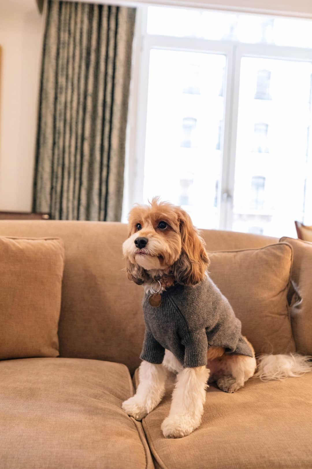 The Peninsula New Yorkのインスタグラム：「Even our furriest friends celebrate sweater season.  #thepeninsulanewyork #luxurytravel #nychotels」