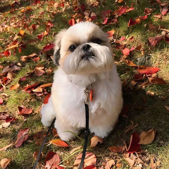 りんくさんのインスタグラム写真 - (りんくInstagram)「秋でつ〜🐶🍁🍂」11月15日 1時17分 - link.jpn