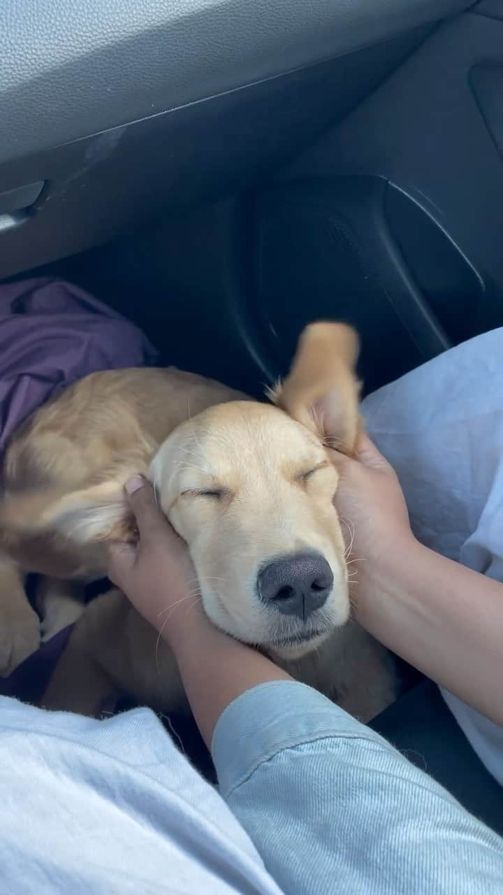 DogsOf Instagramのインスタグラム：「Floppiest of ears @goldenpoori 😍   #floppydog #floppyears #puppylove #dogsofinstagram」