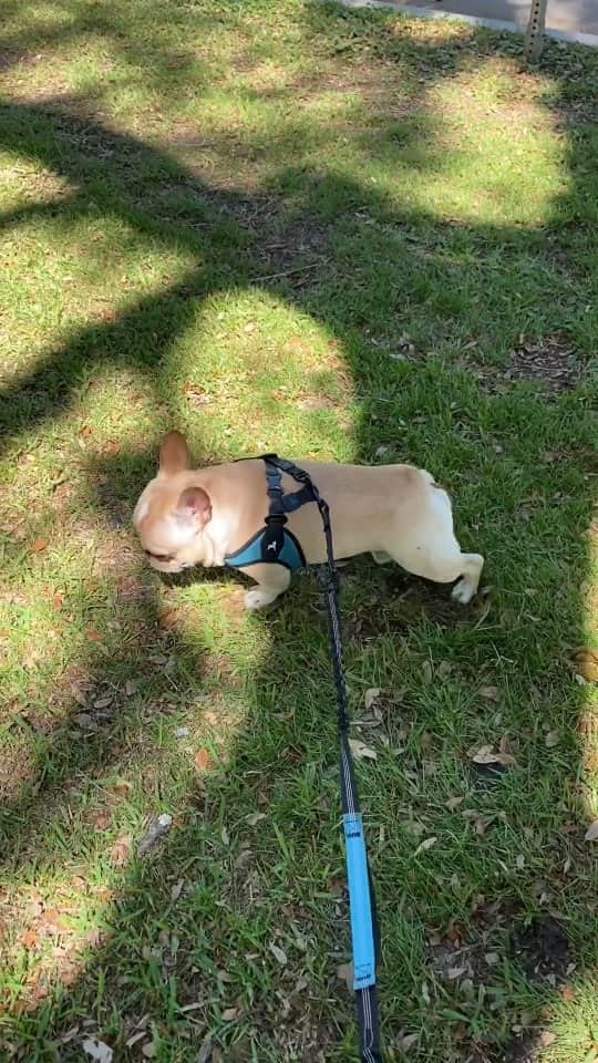 French Bulldogのインスタグラム：「Who else has a frenchy that loves doing the post poop shuffle? @vito_the_french」