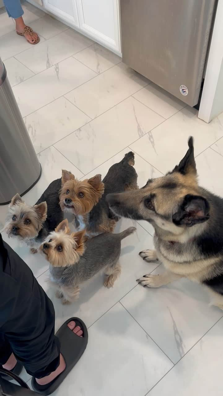 のインスタグラム：「Max, Sammy, Allie & Misty 💭 We miss our uncle Nick and auntie Michele. 🥹♥️🥰 We can’t wait to see them again in a month. 🤩👏🏼 They are excellent treat givers! 😆😋 Check out our mommy’s shop @happydogbistro 😆♥️🫶🏼🥰👏🏼😋#ThrowbackTuesday #HappyDogBistro #SpeciesAppropriate #UncleAndAuntie #DogTreats #DogTreatsForSale #YummyDogTreats #DogSiblings #2BoysAnd2Girls #YummyYummyInMyTummy」