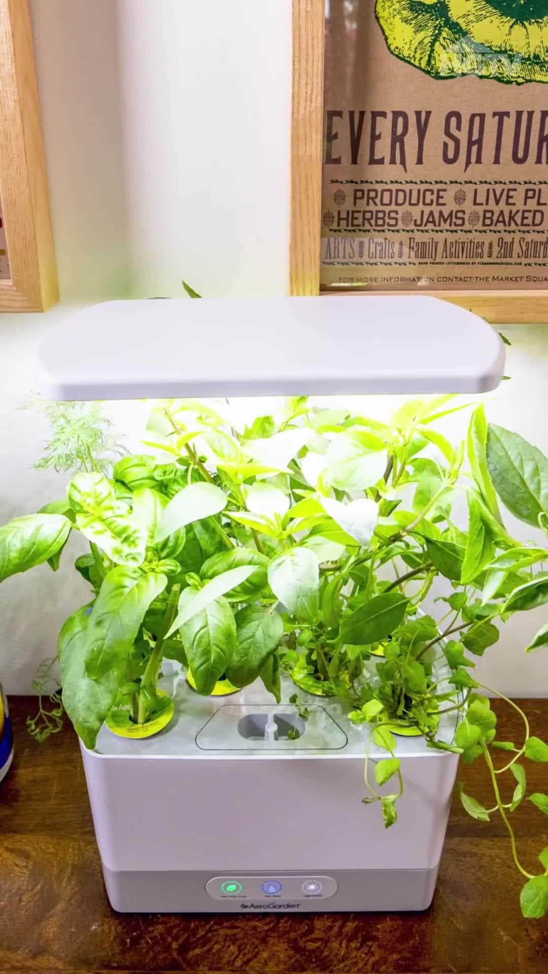 HGTVのインスタグラム：「Grow fresh herbs all year (no matter the weather!) with this easy-to-use hydroponic indoor garden 🪴⁠ ⁠ Click this video at the link in our bio to buy.⁠ ⁠ #HGTVShopping⁠ ⁠ (Prices and availability may change, and we may make 💰 from these links.)」