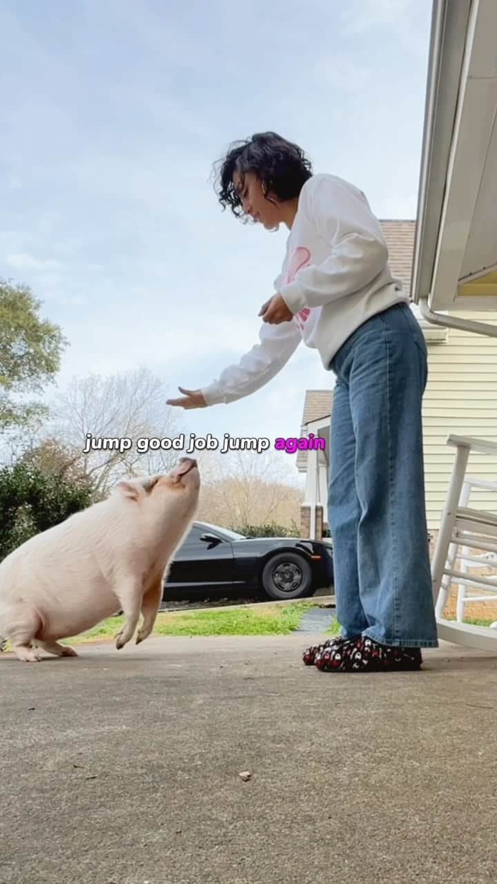 Hamletのインスタグラム：「🐷💕 Every trick strengthens our human-pig bond. Watch how Hamlet and I turn obedience into a loving dance.   #dogtraining #obediencetraining #positivedogtraining #dogtrainingtips #dogbehavior #trainyourdog #petpigs #petfriendly #petfriends #unlikelyanimalfriends #thedodo #hammy #pigmom #petpig #forrestfrank #nashville #local #animallovers #petpigs #piggy」