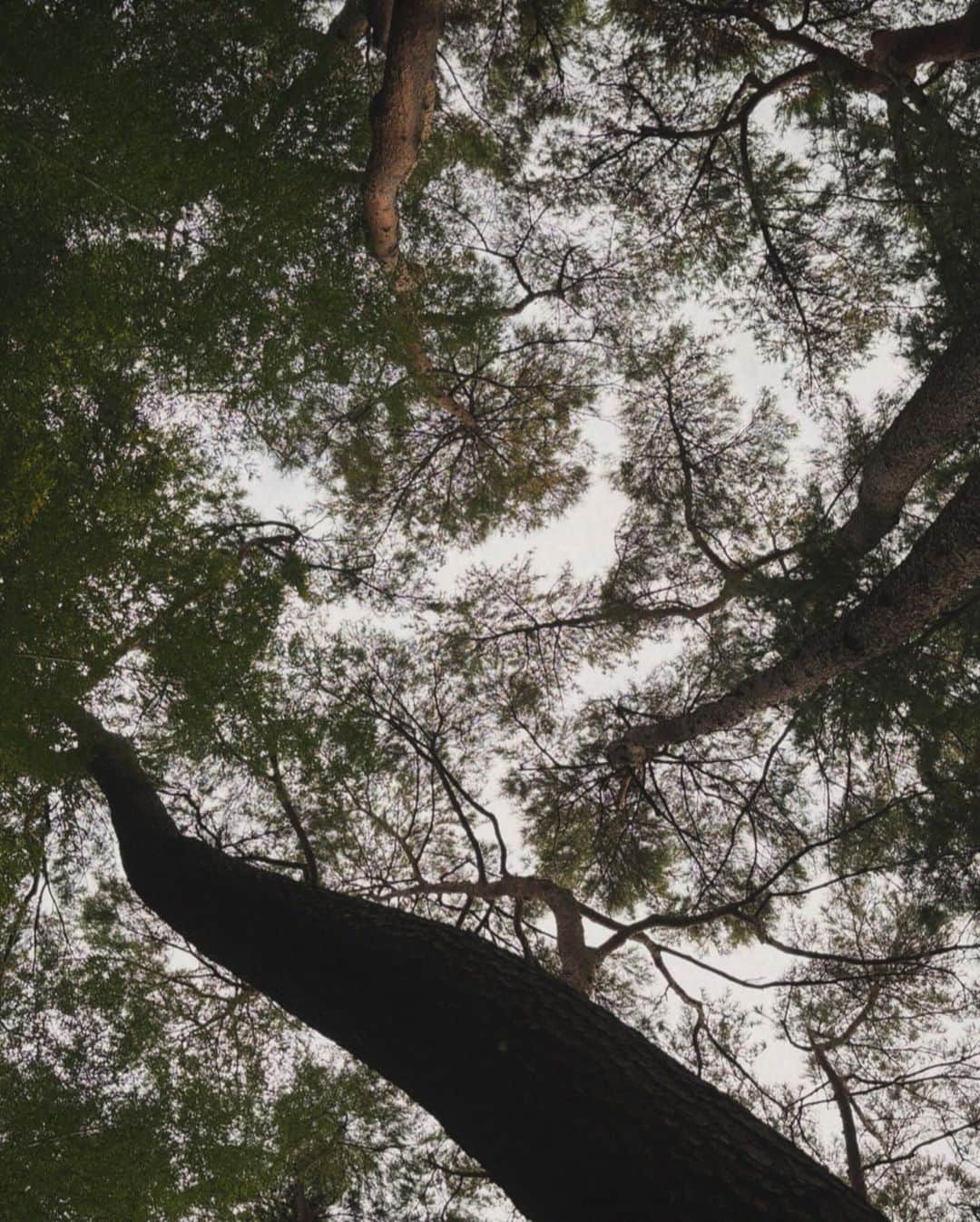 WINTERさんのインスタグラム写真 - (WINTERInstagram)「🌻🌌🌳」11月15日 13時57分 - imwinter