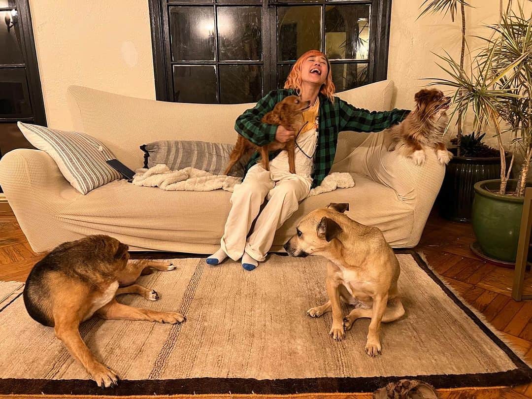野沢直子のインスタグラム：「真珠の犬、モンキーとクマ、お預かり週間🤩 ただいま、犬4匹、ネコ3匹のアニマルハウス状態🤣🤣 #doglover」