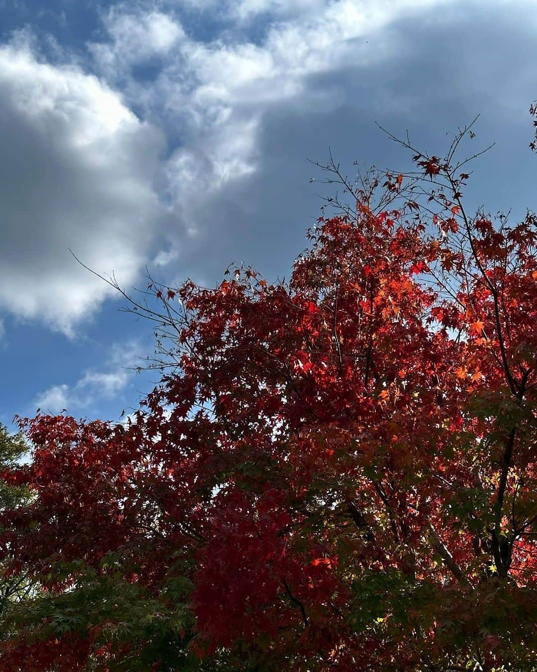 新井貴子さんのインスタグラム写真 - (新井貴子Instagram)「静岡ふらりたび。   🍵🍁🍂  (何かを必死に撮っていた夫。腰90度。)」11月15日 14時45分 - kikoarai