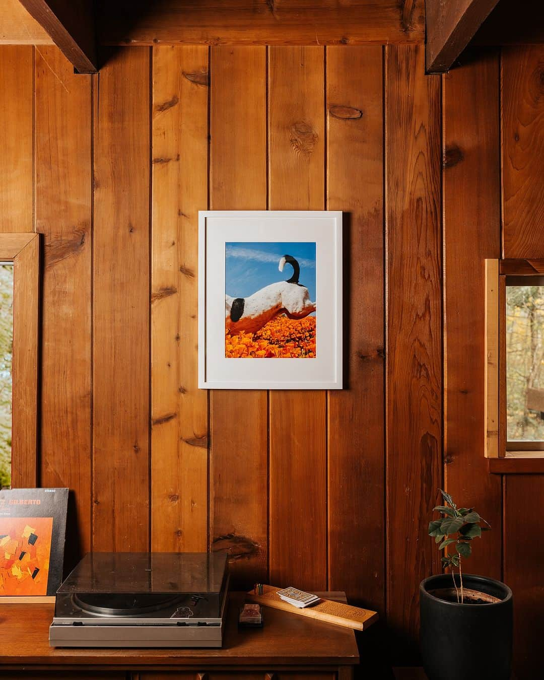 Andrew Knappのインスタグラム：「Excited to be offering prints until Friday! Some favourites and some new ❤️. This shot of Boo is my favourite shot this year.   *frame not included, also I cannot include the turntable or plant or cribbage board or wooden wall because they all belong to @shayd_johnson」