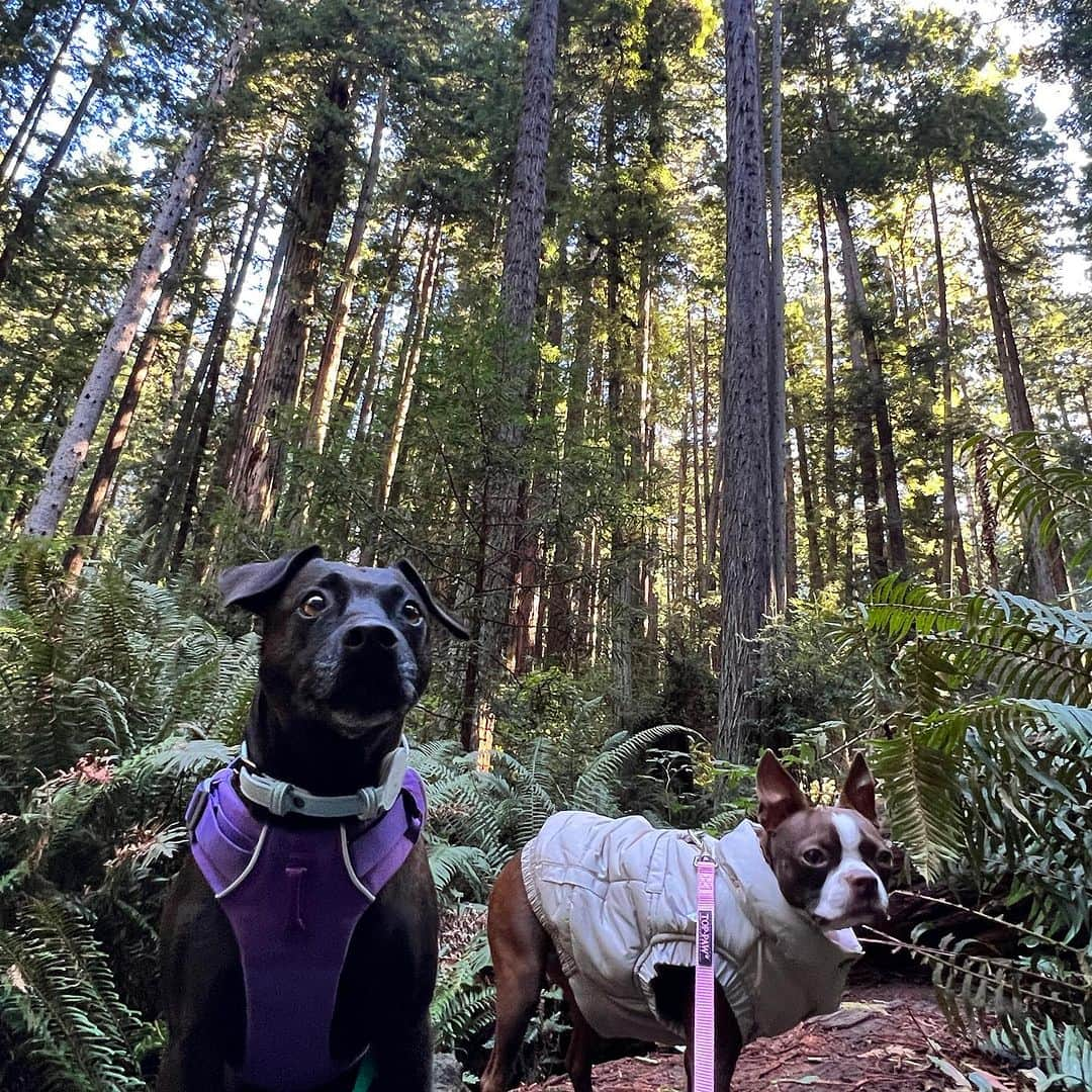 アドリアナ・チェチックさんのインスタグラム写真 - (アドリアナ・チェチックInstagram)「Spent my 32nd birthday on a road trip to Washington. I stopped in Napa for a hot air balloon ride. Up to the redwoods to hike with my dogs. Then to the Cascades. Before losing God Dog I had always wanted to take him to the top of three peaks. So when I broke my back I told my dog Pork I will walk and we will take that hike for your brother. Little did I know I would also be extending my family with two more pups. This is the first year as an adult I went and did nothing but relax for my birthday. The last two years have been some of the hardest of my life. After breaking my back I mourned not only my dogs death but the end of a 9 year relationship that was toxic. I was blessed to have the time sitting in bed while healing to learn how much I needed to work on myself. Growing up with no real family and SA had pushed me into adult performing. While I have enjoyed it I went 10 years never even saying my own name or hearing ppl around me use anything but my stage name. I forced my real persona to hide under a character. While I am still working on healing my trauma and learning to separate myself from “Adriana” it has been a hard but beautiful journey to reconnecting with who I am. I’m proud of myself for turning my darkest times into my biggest lessons. I struggle everyday with back pain and emotion. However I know my strength and I welcome this next year with fight in my body and love in my heart. Here’s to growing and aging. Sending love to anyone who feels hopeless, lost or alone. Know it won’t always be so and you can be your own savor. 🥰❤️」11月15日 6時34分 - bratnasty69