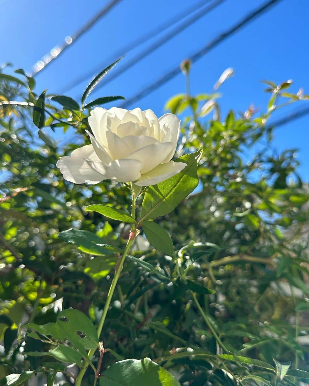 栗原はるみさんのインスタグラム写真 - (栗原はるみInstagram)「みなさんおはようございます。 昨日は暖かな一日でしたね〜。あっという間にばらが咲きました。あまりにきれいだったので2枚お見せしたくなって。 昨日のお昼ご飯は秋田の仲良しからいただいたクレソンで鍋を。柔らかくて優しい味のクレソンと薄切りの豚肉だけにして私のジャンをかけすだちをたっぷり絞って食べたらとっても美味しくてたくさん食べられました。最後の締めは卵雑炊を。 その他にも切り干し大根の煮物、厚揚げの煮物。パプリカのあんかけ、手作りチャーシューを入れた中華おこわも作りました。夕方にはまたチーズケーキもまた焼いて。 最後に今日の収録の準備と確認をしました。私の仕事は新しい料理を生み出すことと今までの料理を繰り返し作り続けて今までよりも少しでも美味しくなるようにすることだと思います。 私の料理が美味しいと言っていただけるようにこれからもやり続けていきたいと思います。 みなさんは今日も楽しい一日を過ごしてね〜。 私は今日はテレビの収録に出かけます。 #栗原はるみ  #kuriharaharumi  玲児さんにもばらがあまりにきれいだったので写真を見せました。」11月15日 6時49分 - harumi_gram