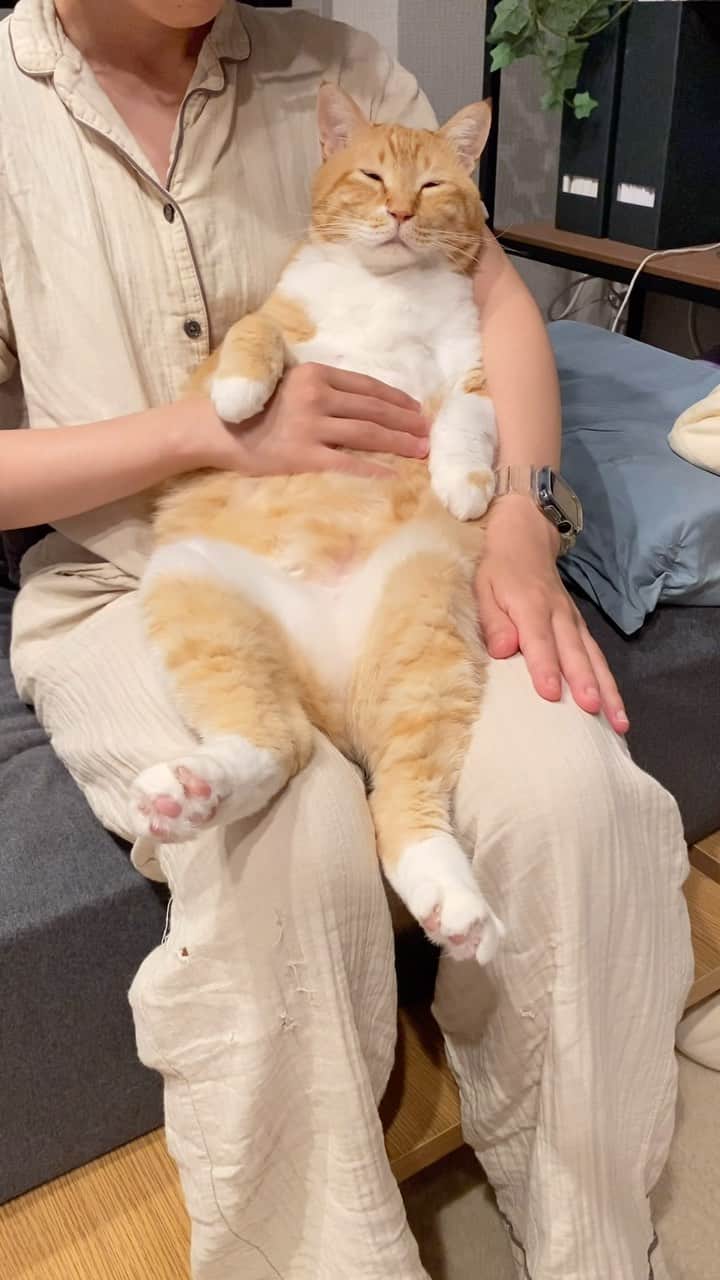 のインスタグラム：「＊ 毛しからん甘えん坊将軍。 ・ #セク脂ー ・ Fluffy.」