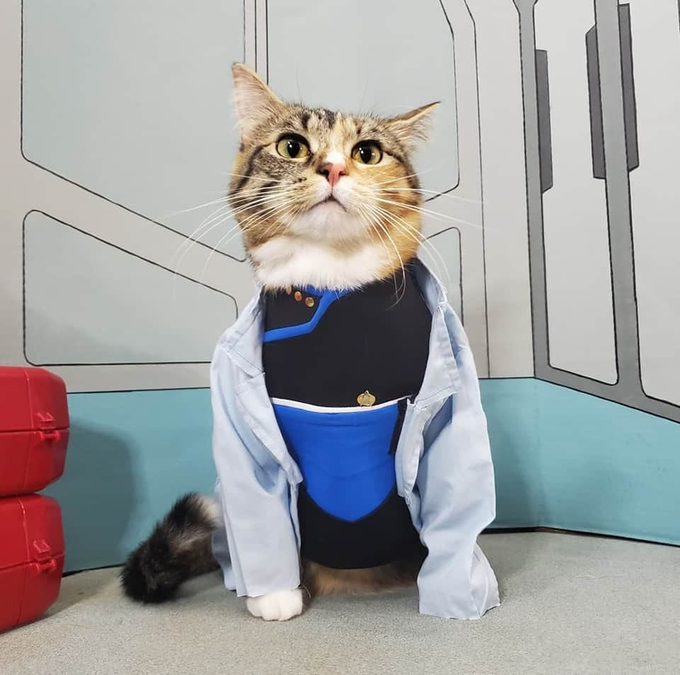 猫コスプレのインスタグラム：「Chief Meowdical Officer  #StarTrek #lowerdecks #tana #chiefmedicalofficer  . . . . . #startreklowerdecks #catcosplay #cosplay #cosplayer #cat #catcostume #catsinclothes #petclothes #PetCostume #toboldlygo #llap #trekkie #aww #cute #adorable #catmemes」