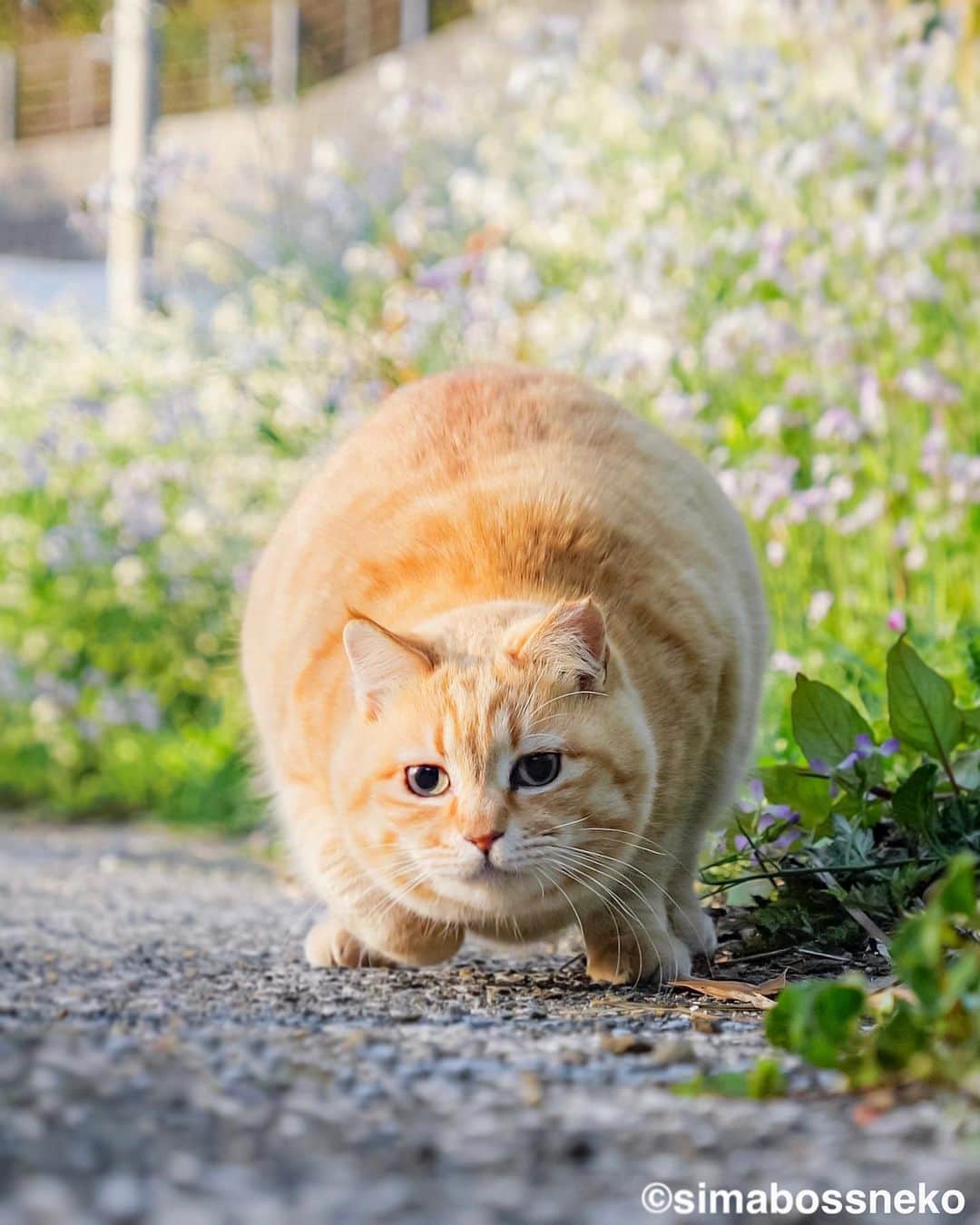 のインスタグラム：「・ アクティブさっちゃん😽✨ Active sachi❣️ Swipeしてね←🐾  6枚目の投稿は動画です The 6th post is video.  ・ ＼在庫が少なくなってきたカレンダーが出てきました、購入をご予定の方はお早めに／  ★2024年版カレンダーラインナップ★ 今年は6種類😽  ◎卓上 B6 週めくりタイプ 【さちカレンダー2024】  ・愛らしい島猫"さち"の姿をおさめています🗓️ ・枚数28枚(両面仕様 計56面) ・初めての"週めくり"カレンダー✨ ●minne、メルカリShops内"simabossneko's shop"にて  ※大分・深島公式サイト、Cafeむぎ でも数量限定で販売中🐾  ・〜・〜・〜・〜・〜・〜・〜  ◎卓上 B6 週めくりタイプ 【ほっこり島猫週めくりカレンダー2024】  ・53週、ふくふく仲良し。選りすぐりの島猫たちがいっぱい🙌 ・枚数28枚(両面仕様 計56面)の週めくりカレンダー ・六曜、祝日付き ●minne、メルカリShops内"simabossneko's shop"にて  ※熊本・湯島売店、ねころびカフェでも数量限定で販売中  ・〜・〜・〜・〜・〜・〜・〜  ◎壁掛け 月めくりタイプ 【なかよしすぎる島猫カレンダー2024】  ・MdNコーポレーション製作 ・六曜、二十四節気、雑節、朔望（月相）、イベント、前後月掲載 ・自由に書き込めるフリースペースを用意 ・サイズ：縦30×横40cm（展開時60×40cm） ●Amazon japan、楽天ブックス等にて  ・〜・〜・〜・〜・〜・〜・〜  ◎卓上 日めくりタイプ 【ほっこりゆったり毎日島猫日めくりカレンダー2024】  ・翔泳社製作 ・毎日違う島猫の写真が楽しめる366日の日めくりタイプ ・お散歩、昼寝、仲良し、じゃれ合いなどなど、様々なシーンを掲載！ ・縦100×横140mm、天糊綴じ、370P、スタンド付き ●Amazon japan、楽天ブックス等にて  ・〜・〜・〜・〜・〜・〜・〜  ◎卓上月めくり、壁掛け月めくりの2タイプ 【日なたぼっこ猫だよりカレンダー2024】  ・アクティブコーポレーション製作 ・毎年好評のシリーズ。のんびりだらだらな猫たちが、癒しと、人生をちょっとよく生きるメッセージを送ります。 （カレンダー内には 7枚、simabossnekoの写真が採用されています） ●ハンズ、アクティブコーポレーション公式ショップ等にて  毎日島猫日めくりカレンダーと日なたぼっこ猫だよりは、 さちカレンダーや島猫週めくりカレンダーとのセットを、simabossneko's shopにて販売中です✨  ★minne、メルカリShopsへは @simabossneko または @p_nyanco22 のプロフィールリンクからご覧いただけます。 ・  Available now❗️ "Island Cats Weekly Calendar 2024" and "Sachi Weekly Calendar2024"  ●Island Cats Weekly Calendar 2024 53weeks, A lot of selected island cats photos❣️  ●Sachi Weekly Calendar 2024 It is a calendar that shows the lovely island cat "Sachi"💓  These are desktop, B6 size. 28 sheets (56 sides in total with double-sided specifications) Weekly calendar.   We also sell a great set with “Hinatabokko Nekodayori Calendar” and “366days Island cats Day to Day Calendar” 🐾  The 2024 calendars are sold at minne "simabossneko's shop"  ●Shop URL https://minne.com/＠simabossneko  🇺🇸🇰🇷🇹🇼🇭🇰🇫🇷🇩🇪🇮🇹etc. It is possible to purchase and ship the works from overseas.  ※ Shipping fee will be charged separately.  You can reach the shop from the profile link of @simabossneko or @p_nyanco22   And, Story highlights also have a link to the shop. Please take a look there too.  #しまねこ #島猫 #ねこ #猫写真 #cats_of_world #catloversclub #pleasantcats #catstagram #meowed #ig_japan #lumixg9」