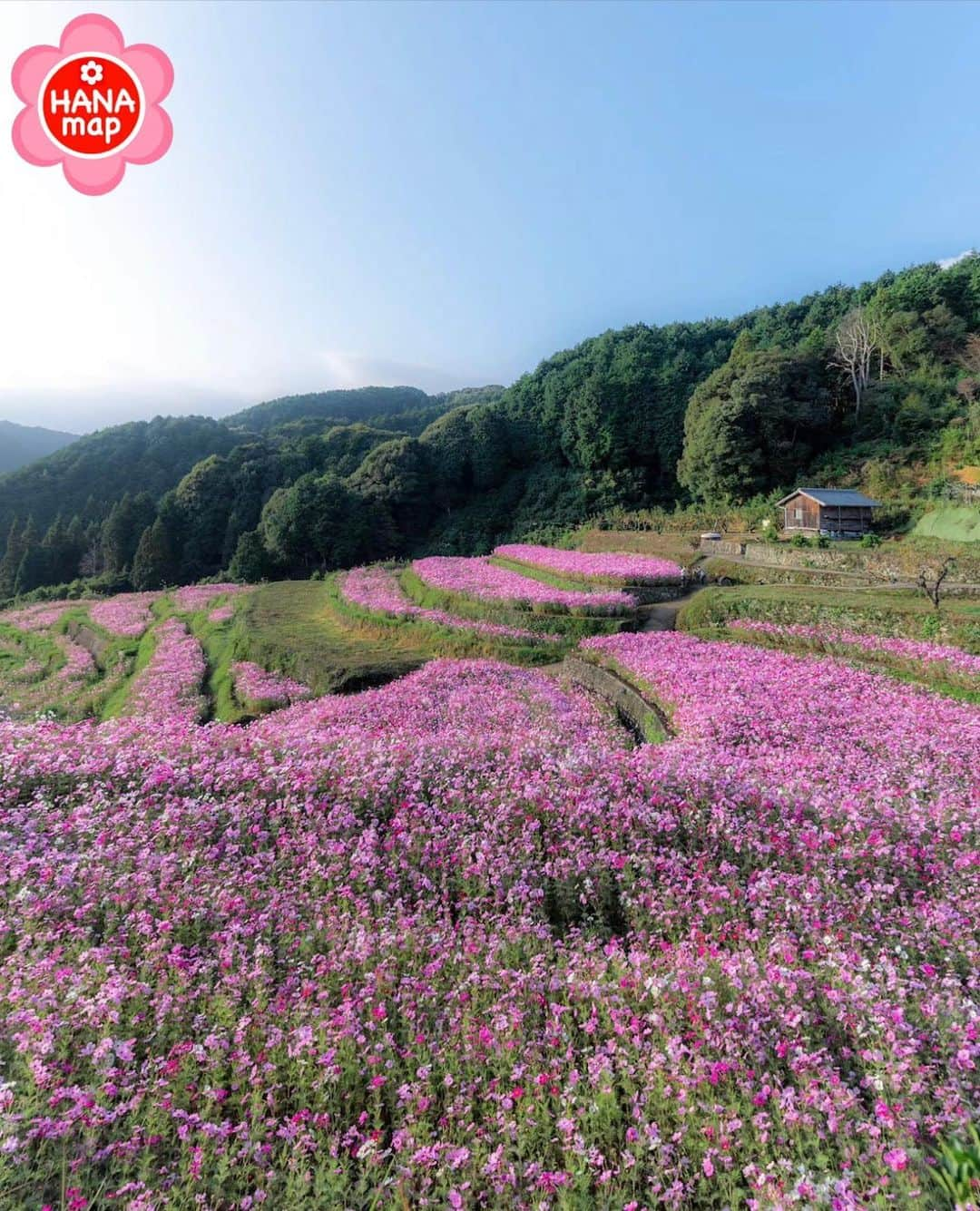 はなまっぷ❁日本の花風景のインスタグラム：「🌸はなまっぷ🌸 * @akira_1972_ さんの 花のある風景に花まるを💮 * コスモスの色に染まる長閑な棚田の風景をありがとうございます😊🌸 * #愛媛　#天川棚田 Amakawa rice terraces, Ehime Pref. * コスモスの花言葉 調和、謙虚 * #はなまっぷ#日本の美しい花風景#花のある風景#花#花言葉#棚田#コスモス#秋桜#ピンク#秋 * いつも素敵なお花をありがとうございます😊 ※見頃が過ぎている花、終わっている花もご紹介させていただいています。 * 🌸••••••お知らせ••••••🌸 * 花風景検索サイト　はなまっぷ https://hanamap.com 🔍「はなまっぷ」または @hanamap プロフィール欄から ぜひご覧ください * 📖🌸📖🌸📖🌸📖🌸📖 四季の花々を訪ねていきたい にっぽんの花地図 好評発売中📘 📖🌸📖🌸📖🌸📖🌸📖」