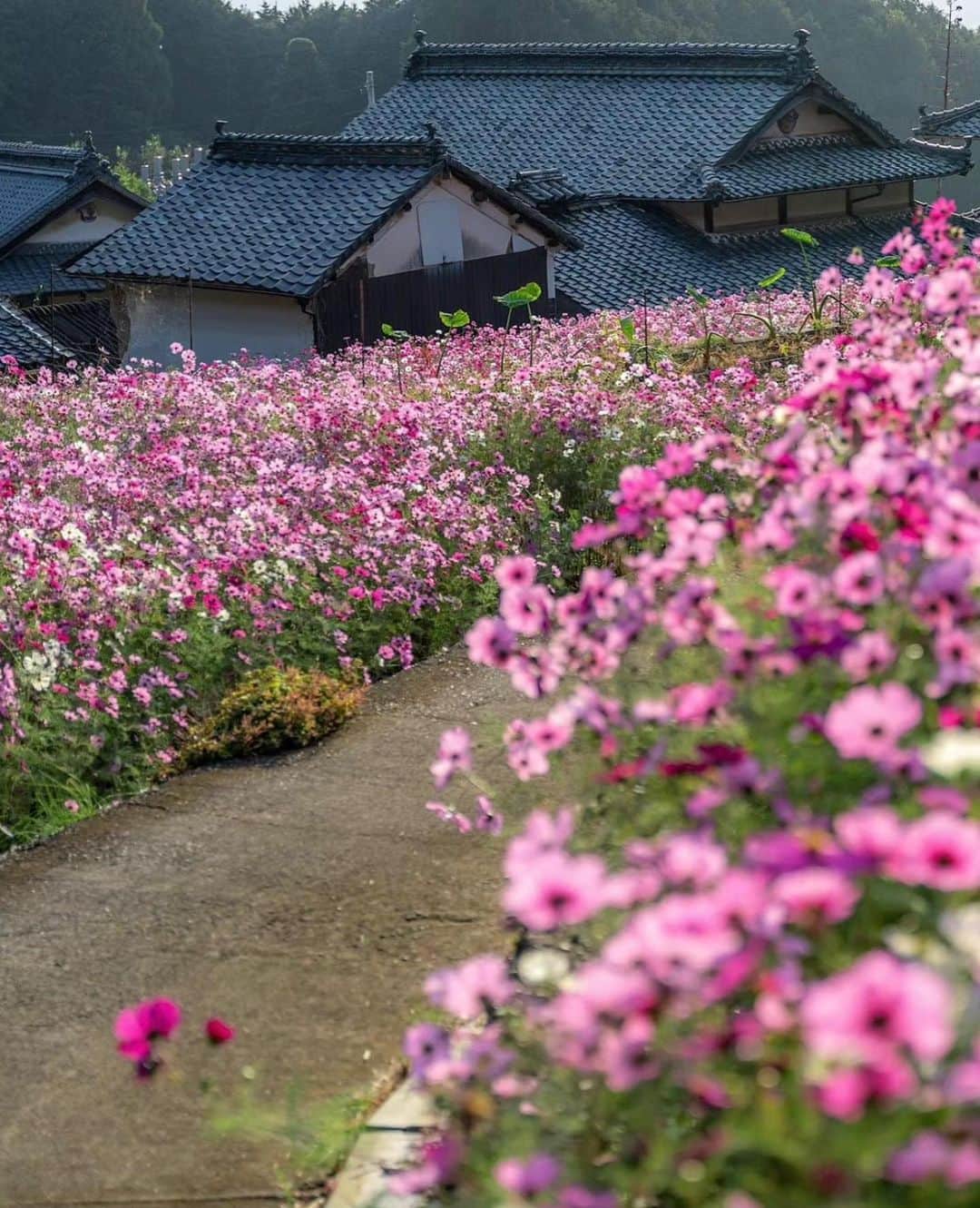 はなまっぷ❁日本の花風景さんのインスタグラム写真 - (はなまっぷ❁日本の花風景Instagram)「🌸はなまっぷ🌸 * @akira_1972_ さんの 花のある風景に花まるを💮 * コスモスの色に染まる長閑な棚田の風景をありがとうございます😊🌸 * #愛媛　#天川棚田 Amakawa rice terraces, Ehime Pref. * コスモスの花言葉 調和、謙虚 * #はなまっぷ#日本の美しい花風景#花のある風景#花#花言葉#棚田#コスモス#秋桜#ピンク#秋 * いつも素敵なお花をありがとうございます😊 ※見頃が過ぎている花、終わっている花もご紹介させていただいています。 * 🌸••••••お知らせ••••••🌸 * 花風景検索サイト　はなまっぷ https://hanamap.com 🔍「はなまっぷ」または @hanamap プロフィール欄から ぜひご覧ください * 📖🌸📖🌸📖🌸📖🌸📖 四季の花々を訪ねていきたい にっぽんの花地図 好評発売中📘 📖🌸📖🌸📖🌸📖🌸📖」11月15日 8時34分 - hanamap