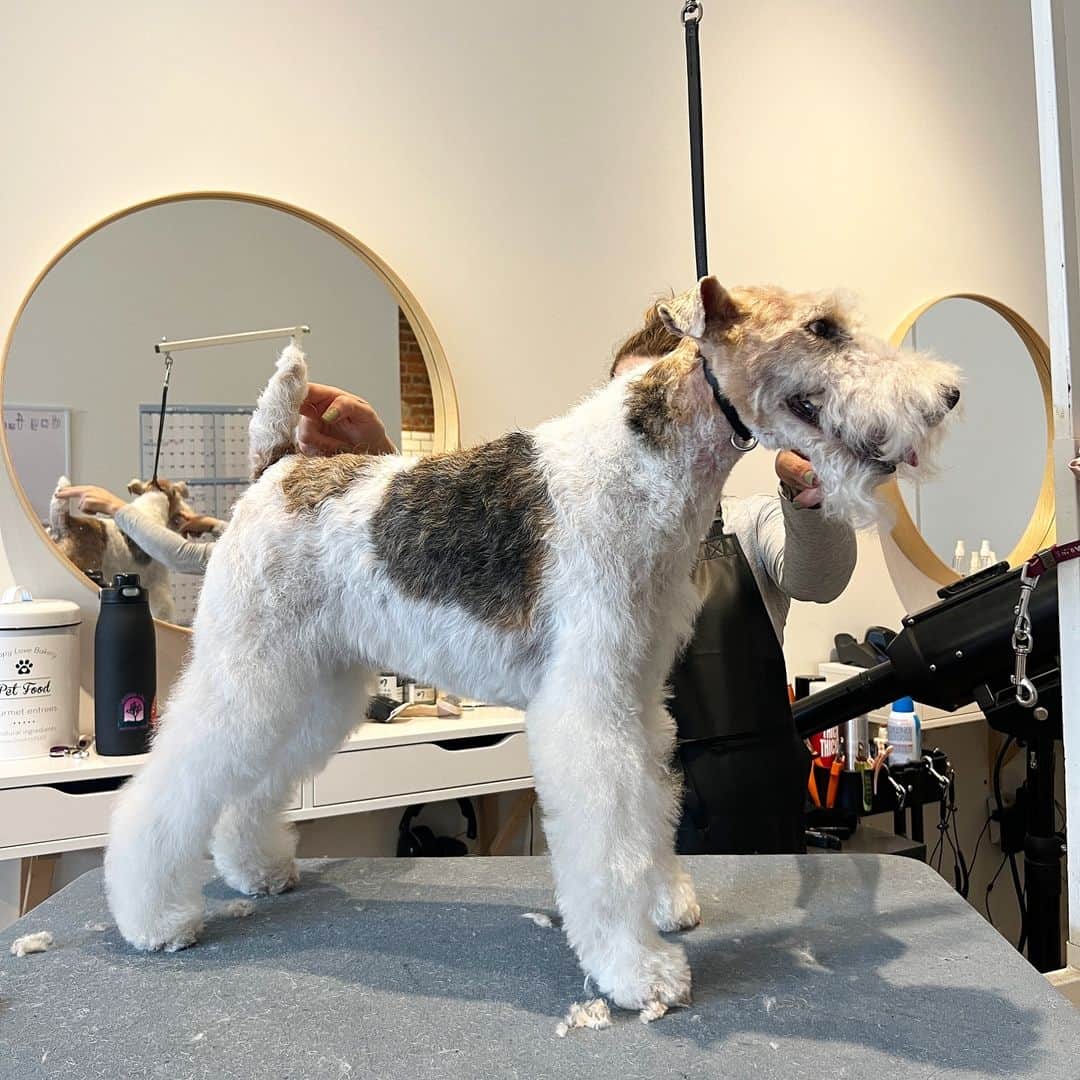 Dogs by Ginaのインスタグラム：「Axel the wirefox terrier is an absolute star!   Groomed by Gina Grant, NCMG, owner @napanatural.dogco」