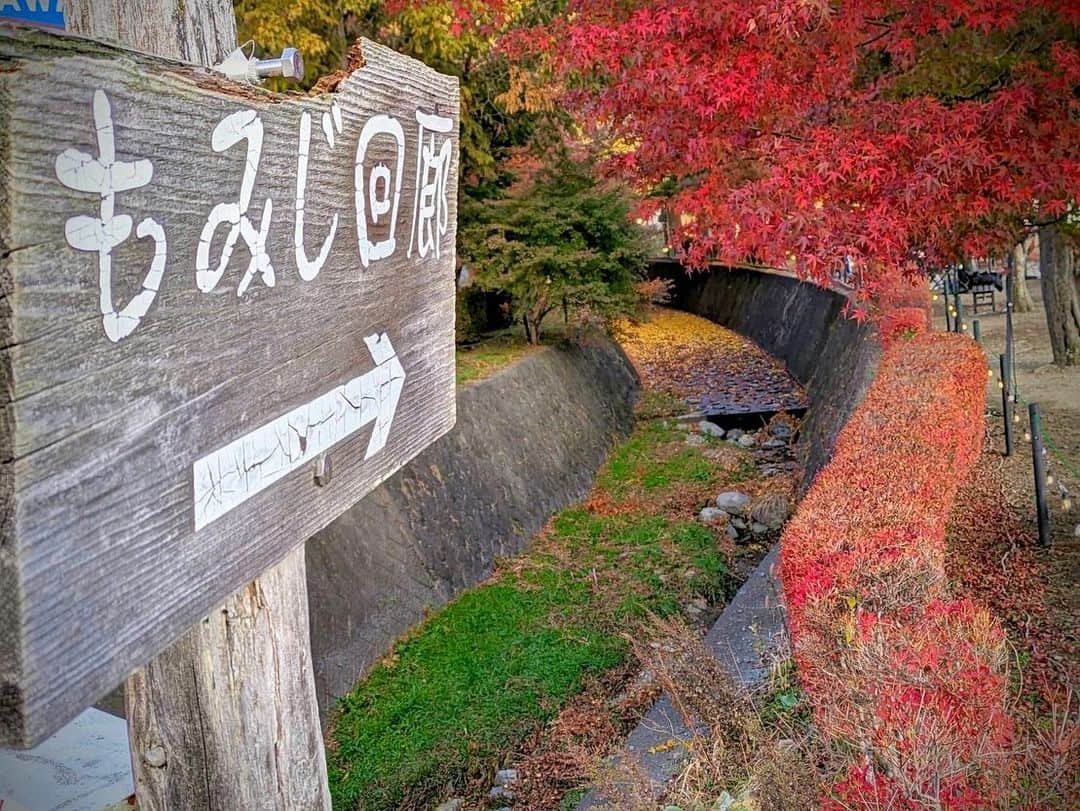 依田司さんのインスタグラム写真 - (依田司Instagram)「11月15日(水) 山梨県富士河口湖町の「もみじ回廊」から。今朝は2℃まで下がり、今シーズン初のマフラー＆手袋しちゃいました。 ここは、およそ５００ｍにわたってモミジやカエデが続く山梨県を代表する紅葉スポット。元々は大正時代に河川の氾濫をきっかけに、整備の一環として住民の手でモミジが植えられたのが始まり。今では、富士山とのコラボを目当てに、この時期、およそ３０万人もの方々が訪れます。 今年は色づきが遅れるとみられていましたが、今月に入ってからの朝晩の冷え込みで例年通りの見頃となったそう。 さらに、「ヤマメの塩焼き」や４種のきのこが入った「きのこ汁」など、地元食材を使った温かい料理などもいただけます。もみじ祭り＆ライトアップは来週23(木)まで。  #もみじ回廊 #依田さん #依田司 #お天気検定 #テレビ朝日 #グッドモーニング #サタデーステーション #気象予報士 #お天気キャスター #japan #japantrip #japantravel #unknownjapan #japanAdventure #japanlife #lifeinjapan #instagramjapan #instajapan #療癒 #ilovejapan #weather #weathercaster #weatherforecast」11月15日 9時08分 - tsukasa_yoda