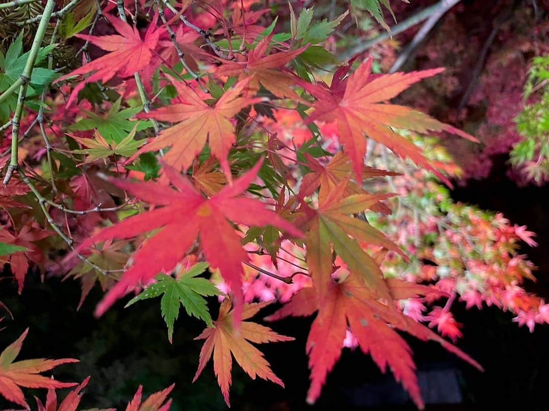 依田司さんのインスタグラム写真 - (依田司Instagram)「11月15日(水) 山梨県富士河口湖町の「もみじ回廊」から。今朝は2℃まで下がり、今シーズン初のマフラー＆手袋しちゃいました。 ここは、およそ５００ｍにわたってモミジやカエデが続く山梨県を代表する紅葉スポット。元々は大正時代に河川の氾濫をきっかけに、整備の一環として住民の手でモミジが植えられたのが始まり。今では、富士山とのコラボを目当てに、この時期、およそ３０万人もの方々が訪れます。 今年は色づきが遅れるとみられていましたが、今月に入ってからの朝晩の冷え込みで例年通りの見頃となったそう。 さらに、「ヤマメの塩焼き」や４種のきのこが入った「きのこ汁」など、地元食材を使った温かい料理などもいただけます。もみじ祭り＆ライトアップは来週23(木)まで。  #もみじ回廊 #依田さん #依田司 #お天気検定 #テレビ朝日 #グッドモーニング #サタデーステーション #気象予報士 #お天気キャスター #japan #japantrip #japantravel #unknownjapan #japanAdventure #japanlife #lifeinjapan #instagramjapan #instajapan #療癒 #ilovejapan #weather #weathercaster #weatherforecast」11月15日 9時08分 - tsukasa_yoda