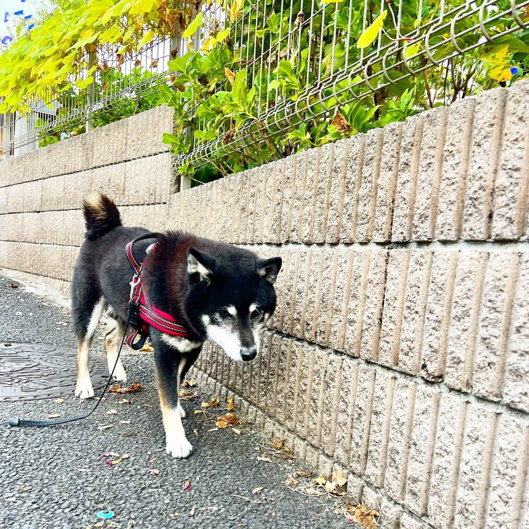 小川博永さんのインスタグラム写真 - (小川博永Instagram)「このくらいの気候が犬にはちょうど良いのかもね。  #ししまる爺さん  #今朝まる #ししまる #dog #dogs #柴犬 #黒柴」11月15日 9時22分 - ogawahironaga