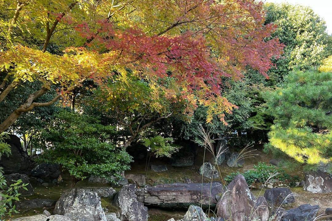 原日出子さんのインスタグラム写真 - (原日出子Instagram)「京都 自主散歩🚶‍♀️ お天気にも 恵まれて 京都をおさんお散歩しました♡ 清水寺〜八坂神社〜四条通り 定番の観光コースですが 楽しい道のりです👍 あちこちのぞいて お買い物もして 観光気分を味わいました☺️  #お休み #京都 #京都散歩 #寧々の道」11月15日 9時26分 - hara_hideko