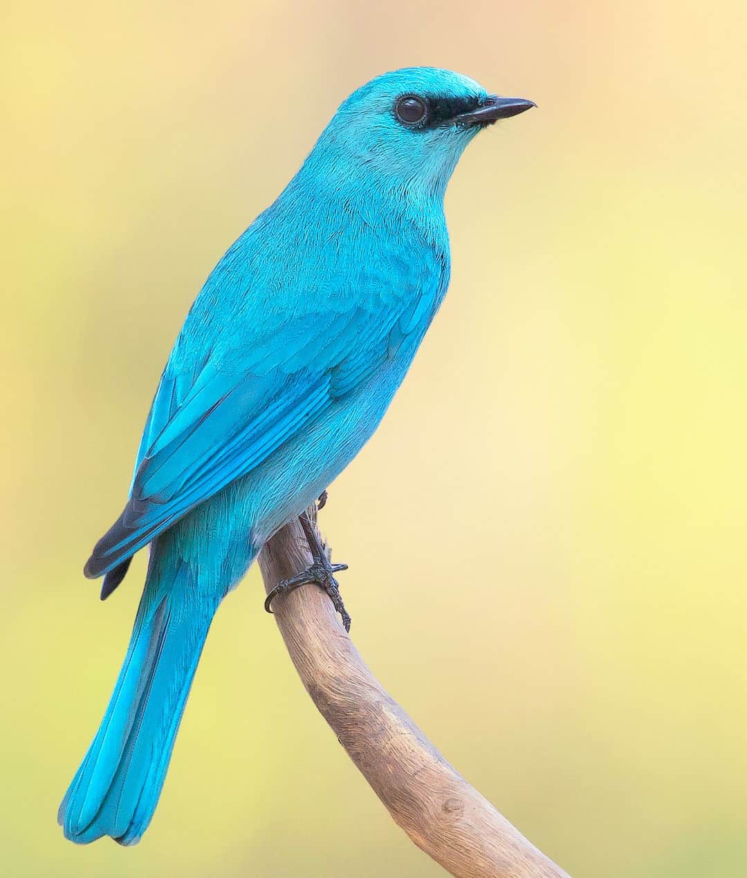 アニマルプラネットのインスタグラム：「That color 🤩💙 The verditer flycatcher ranges from the Himalayas to Sumatra and hunts its insect prey above the forest canopy.   📷: @pratikhumnabadkar   #birds #colorinnature」