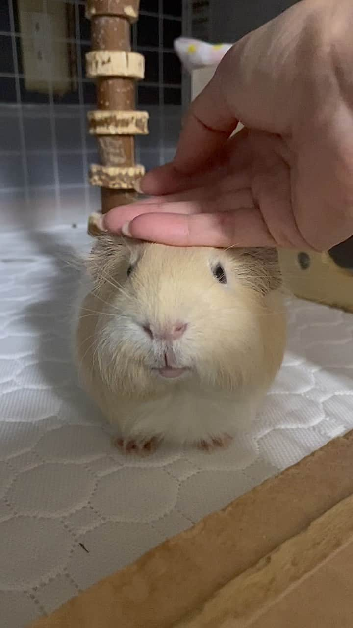 hamster_mocoのインスタグラム