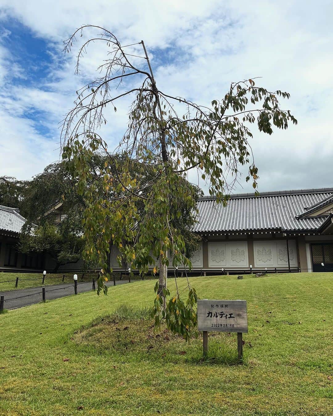 肘井美佳のインスタグラム：「Cartier tree in Kyoto.  京都は醍醐寺にあったカルティエの桜の木。  #cartier #kyoto #ハーフタイムツアーズロケ #京都旅 #醍醐寺 #何本かあるようです #桜もいいね  #今年が終わってしまうので京都の写真どんどん出します #ハーフタイムツアーズ公式YouTubeで配信中」