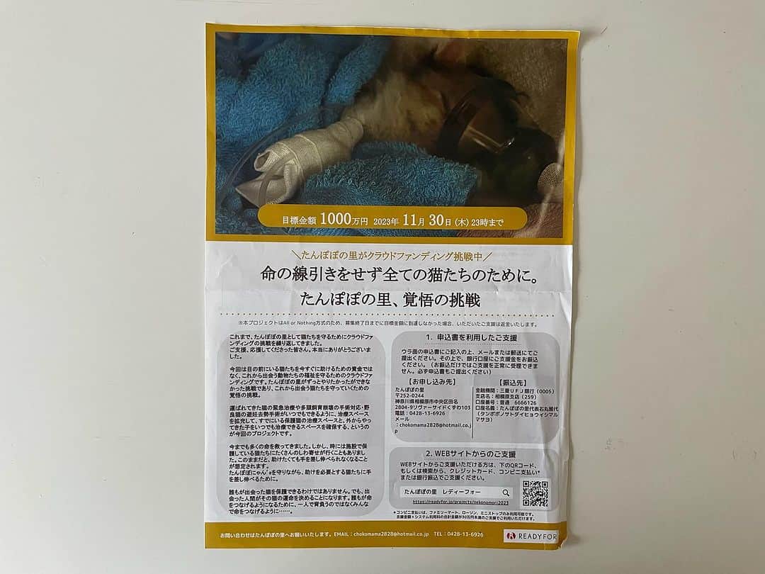 川上麻衣子のインスタグラム：「ちょっとお知らせさせて下さい。 保護猫シェルターの「たんぽぽの里」さん（神奈川県相模原市）がこれから出会う🐱たちの福祉を守るためのクラウドファンディングに挑戦されています。 ご興味のある方はは、是非、【たんぽぽの里】さんのHPをご覧下さい。https://tanpopo-nyans.amebaownd.com/  よろしくお願いします。」