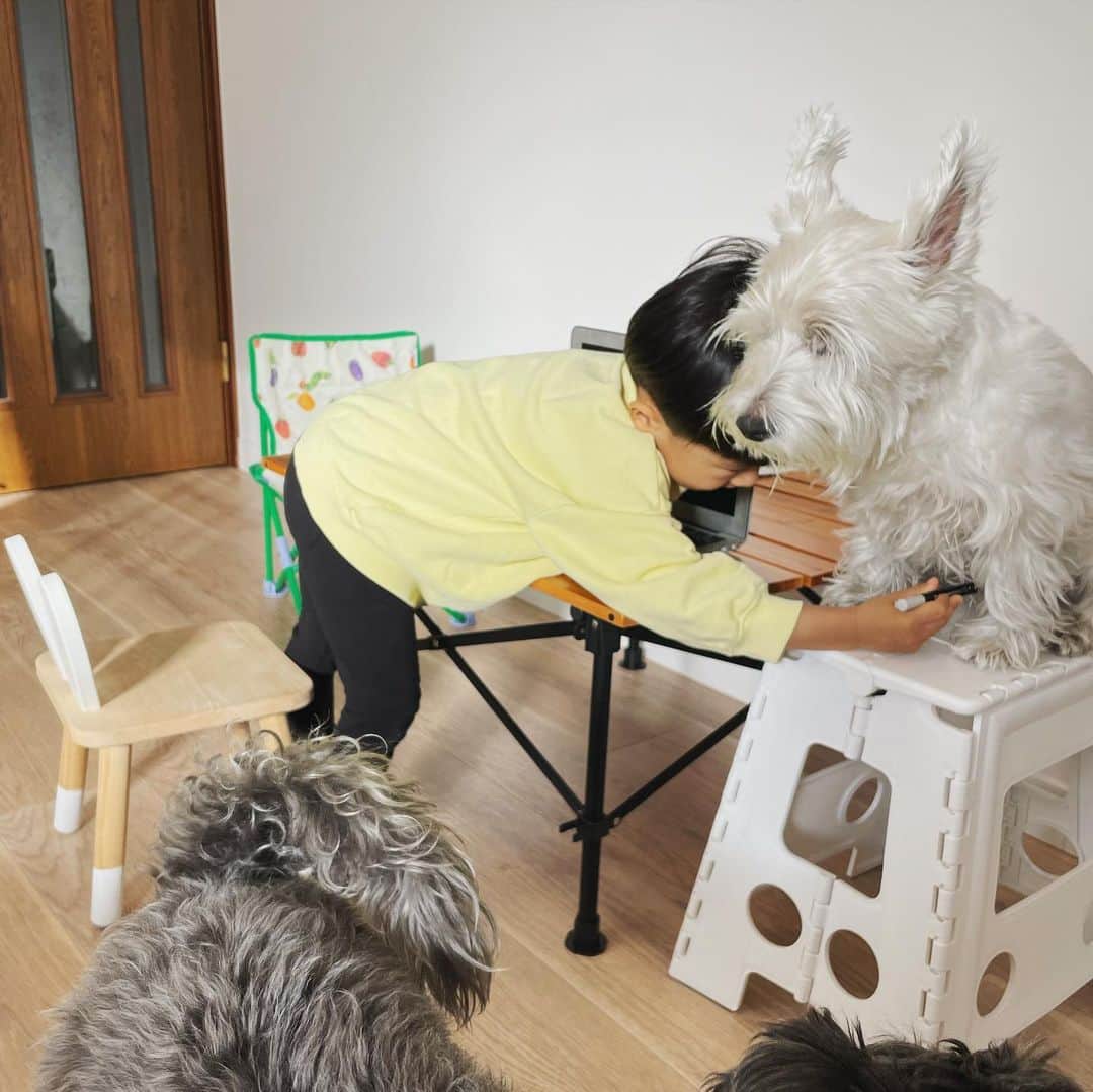 山崎愛香さんのインスタグラム写真 - (山崎愛香Instagram)「. 朝から息子のお医者さんごっこ👨🏻‍⚕️ カイルとトッポも診察受けて、謎の薬をもらったり注射を打たれたりしました🤭 パソコンに入力したり、カルテもどきを書いたり、よく見てるなあと感心します。笑 #カイルとトッポ #犬と子供 #多頭飼い #お医者さんごっこ #獣医さんごっこ #ウエスティ #ミニチュアシュナウザー #黒シュナ」11月15日 10時19分 - manaka_yamazaki
