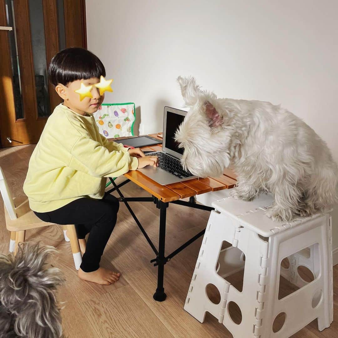 山崎愛香のインスタグラム：「. 朝から息子のお医者さんごっこ👨🏻‍⚕️ カイルとトッポも診察受けて、謎の薬をもらったり注射を打たれたりしました🤭 パソコンに入力したり、カルテもどきを書いたり、よく見てるなあと感心します。笑 #カイルとトッポ #犬と子供 #多頭飼い #お医者さんごっこ #獣医さんごっこ #ウエスティ #ミニチュアシュナウザー #黒シュナ」
