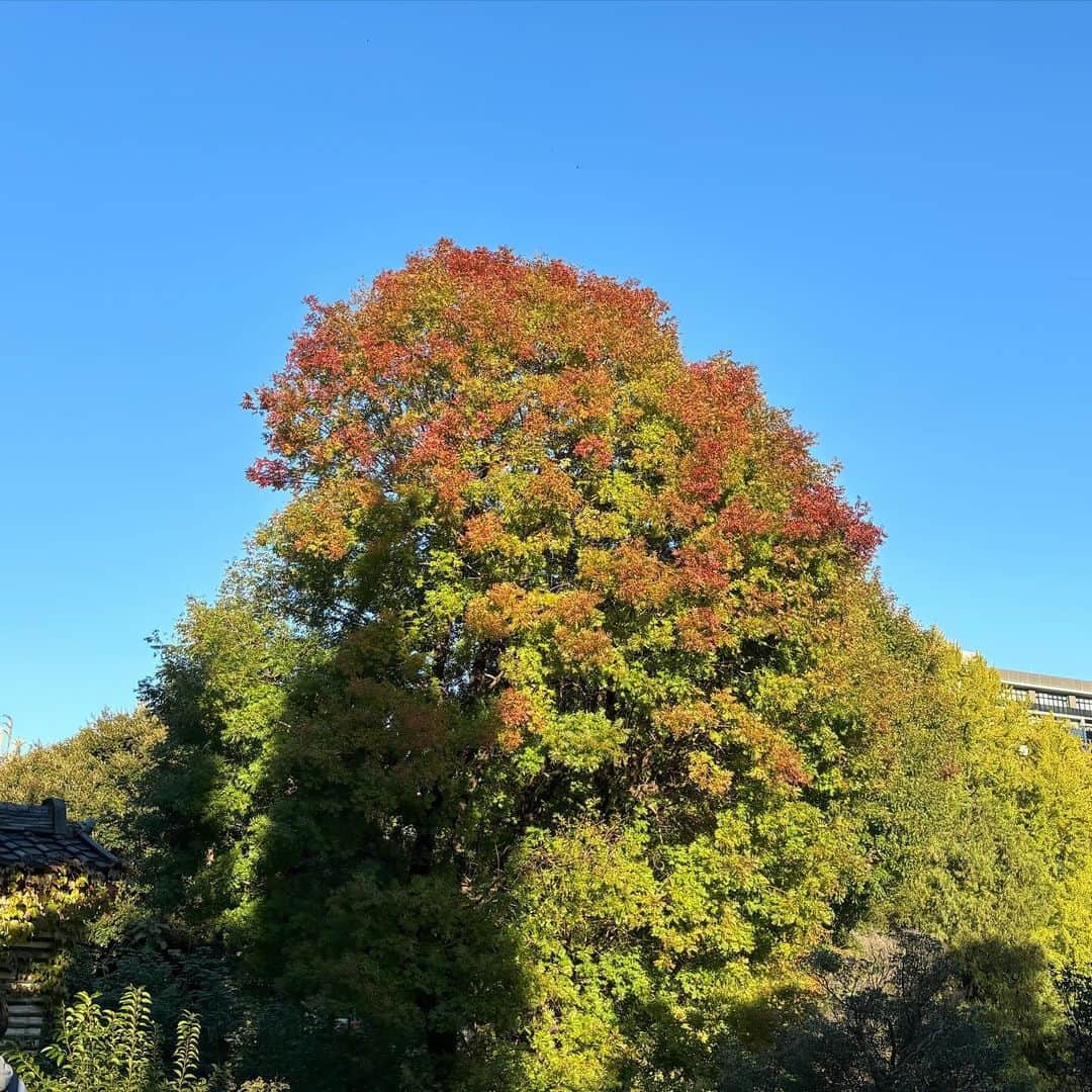 のインスタグラム：「山梨の紅葉は終わりそうって在住ゆうこさんがおっしゃってましたが、東京はやっとすこーしこの寒さで色づいて来た、といったところです😊🍁 @yukomiyamoto0825 @miyanemochannel  さて。 寒暖差で体調崩してないですか？ 今日は服装どうしたら？と思ったらとりあえず暖かい方を選んでおきましょう🤭 予想外の小さい南岸低気圧のせいで関東から紀伊半島の南部にかけて☁️多め和歌山静岡千葉など弱い雨も。気温も関東はあまり上がらないですね。 東京14℃  他は基本晴れ☀️ 大阪名古屋福岡17℃ 仙台15℃ 新潟16℃ 札幌9℃ 那覇24℃  #ネモ天 #天気予報 #気象予報士 #紅葉」