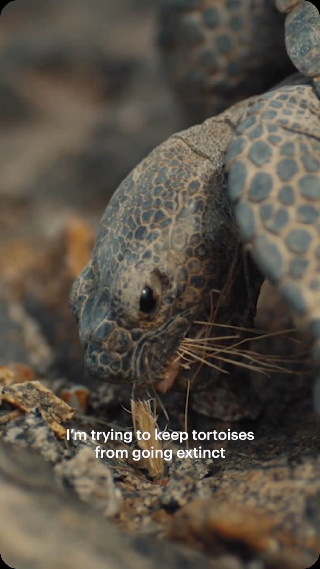 The New Yorkerのインスタグラム：「It’s estimated that the desert tortoise has roamed the area in and around the Mojave Desert for more than 15 million years. Within the past century, their existence has been threatened by climate change, habitat loss, and a peculiar import that arrived with human encroachment—ravens. A conservation biologist and a Mojave native have come up with a novel approach to mitigate the problem: booby-trapping the desert to train the ravens to leave the tortoises alone. The short documentary “Eco-Hack!,” by @brettmarty and @onlyhumanfilm, follows their experiment. Watch it in full at the link in our bio.」