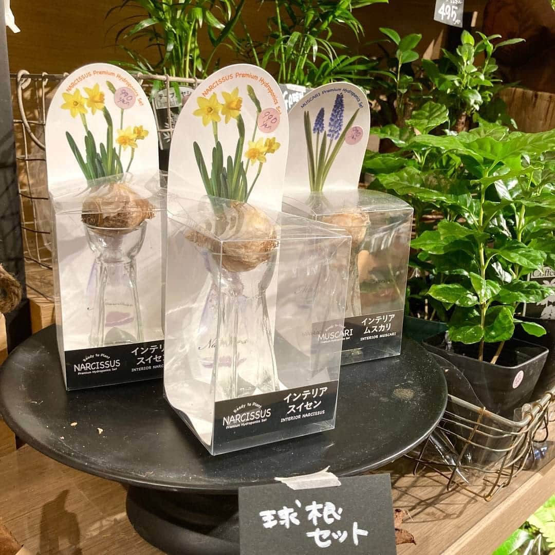 柏の葉 T-SITEさんのインスタグラム写真 - (柏の葉 T-SITEInstagram)「【PICK UP】 『今週のdecora便🌿 #134』   〈ジャンル〉1F 暮らし こんにちは。 フラワーショップ デコラ @decoradecora さんから 届いたお花をご紹介するこちらのコーナー。  花色の変化が楽しめるフレンチマリーゴールド・ストロベリーブロンドがとても華やかです✨アキシラリス・トリカラーや赤葉千日紅のカラーリーフと合わせると奥行きのある寄せ植えになりますね。 パンジーは絵になるスミレ・ミュール。ワインレッドの花弁が波打つゴージャスなフリル咲きで、花持ちもよく春になっても茎がしっかりしているまとまりの良い品種です💟  お部屋で楽しめる球根や観葉植物たちもたくさんたくさん届いております✨   #柏の葉tsite #tsite #柏の葉蔦屋書店 #蔦屋書店 #柏の葉 #今週のdecora便🌿 #おうちガーデン #decora #お花のある暮らし #フラワーショップ #フラワーギフト #インドアグリーン #フラワーベース #秋の庭 #秋のガーデニング #インドアグリーン #観葉植物 #ストロベリーブロンド #絵になるスミレミュール #春の準備 #センティヴィア」11月15日 10時57分 - kashiwanohatsite