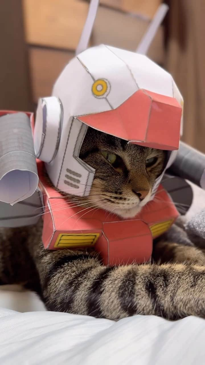 Aww Clubのインスタグラム：「Nyancannon  @onusichan  #meowed #cutecat #cat #gundam #cosplay #gundamcat #mobilesuitgundam」