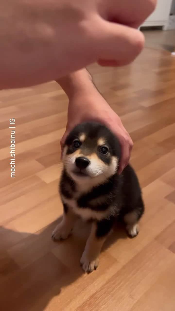 8crapのインスタグラム：「Earrrrs ✨UP✨ 📹 @machi.shibainu - #barked #dog #doggo #puppy #pupper #ShibaInu #Shiba #ShibaPuppy」