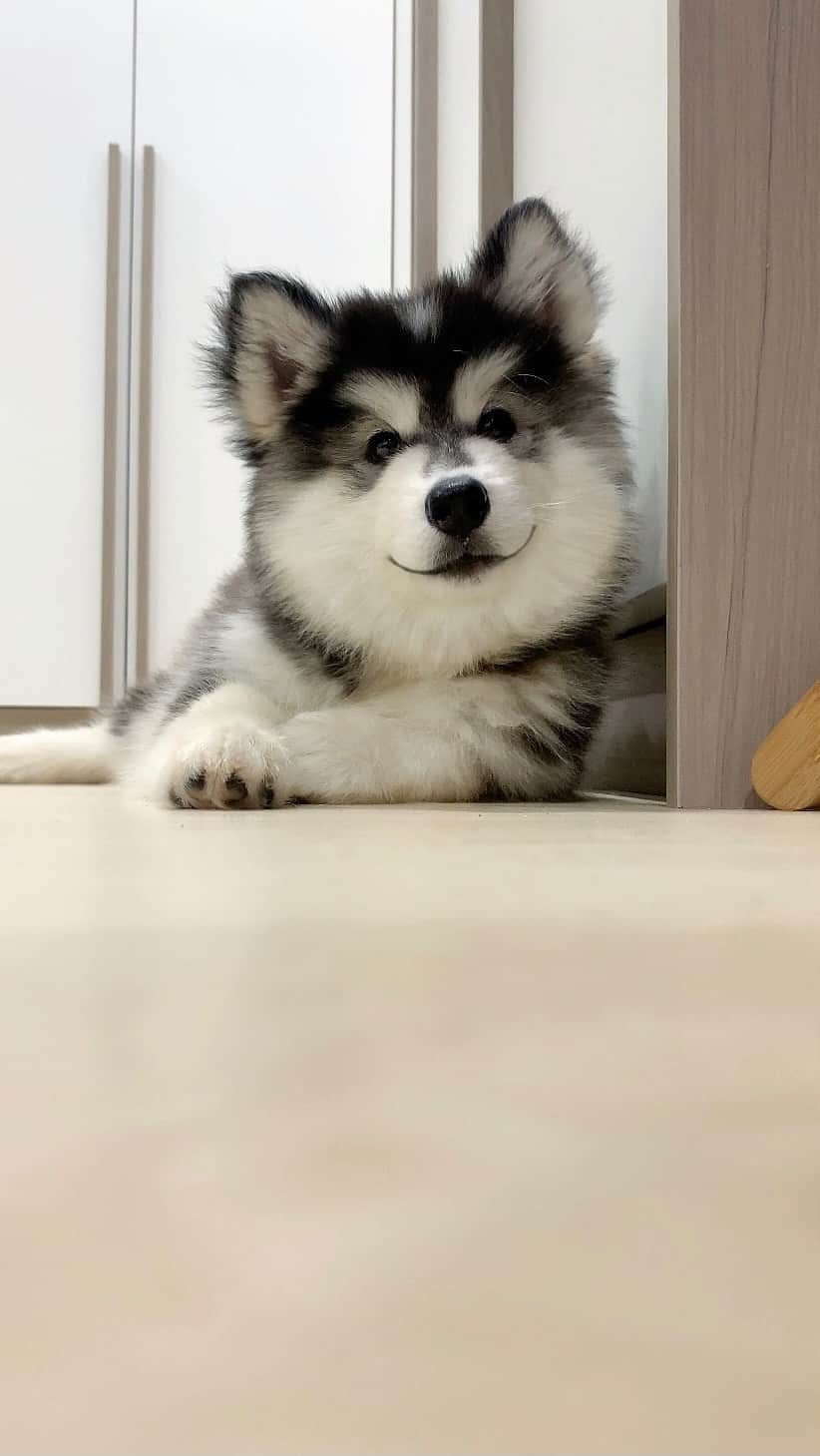 MARUのインスタグラム：「K thanks byeeee 😁 Tag your best friend ❤️✨ • • Sound by TT: shornarwa • #mybestfriend #mydog #myhusky #huskypuppy #mycutedog #funnydog #smilingdog #happydog #weeklyfluff #bestfriendgoals #mansbestfriend #bestfriendquotes」